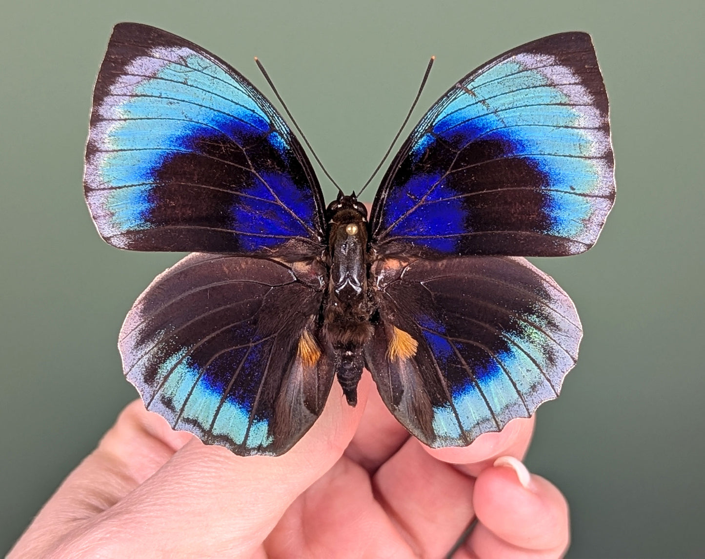 Agrias beatifica beata ♂ präpariert & genadelt