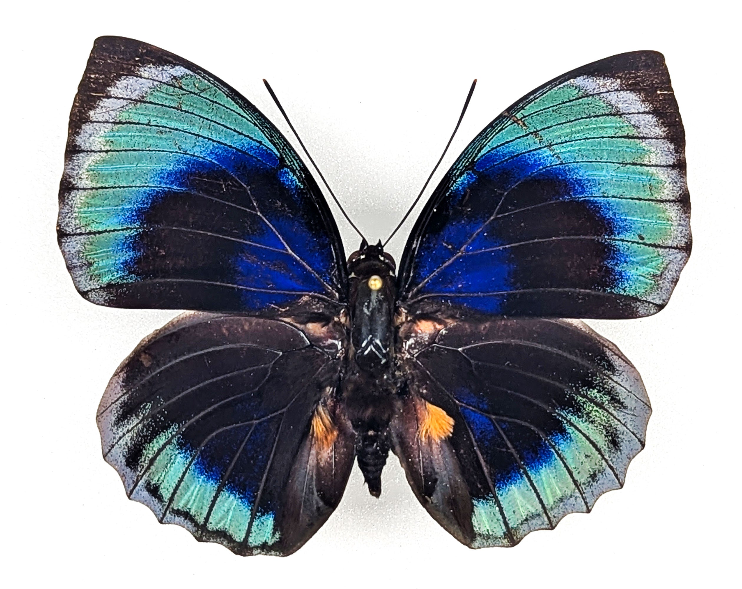 Agrias beatifica beata, echter Schmetterling im Rahmen