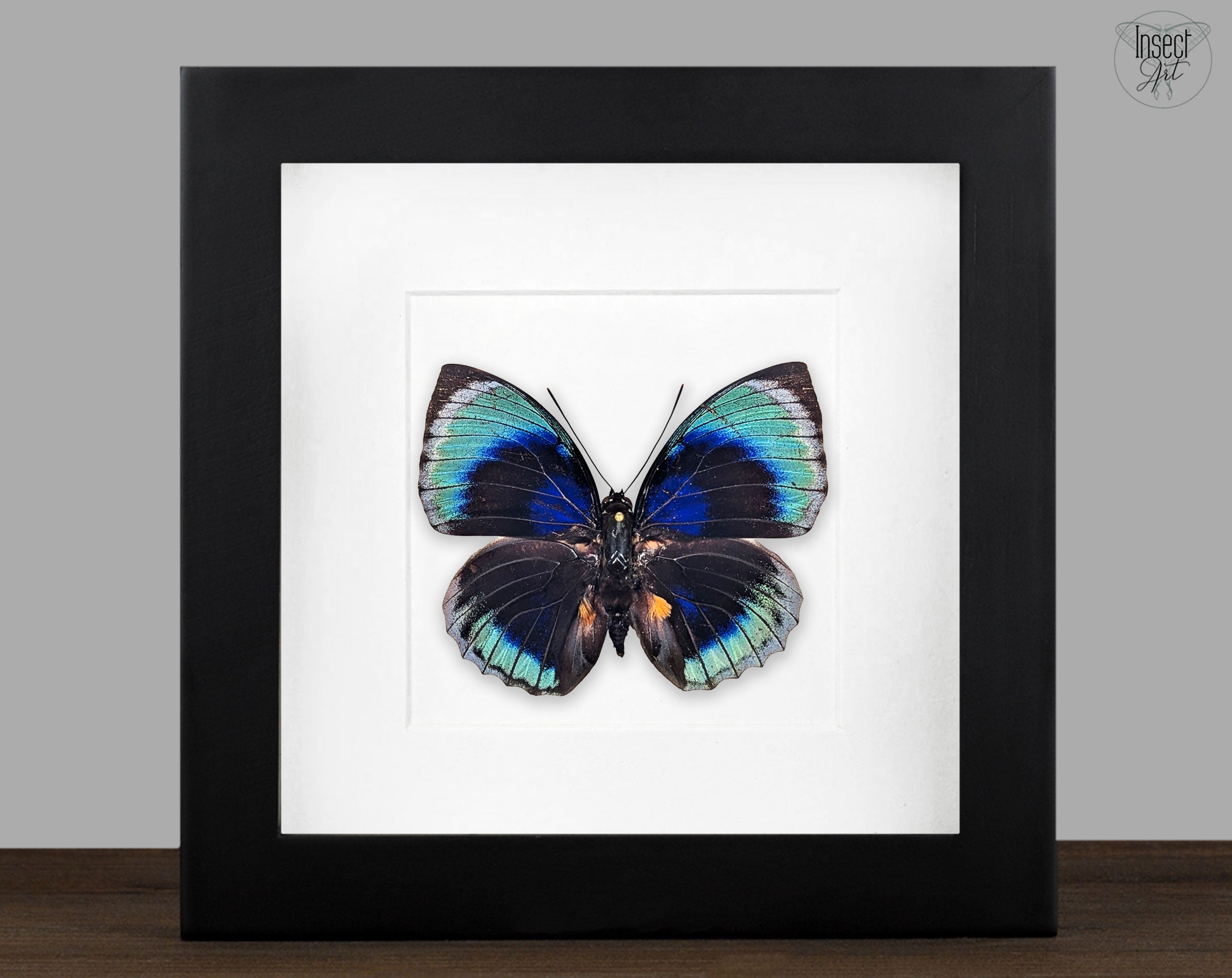 Agrias beatifica beata, echter Schmetterling im Rahmen