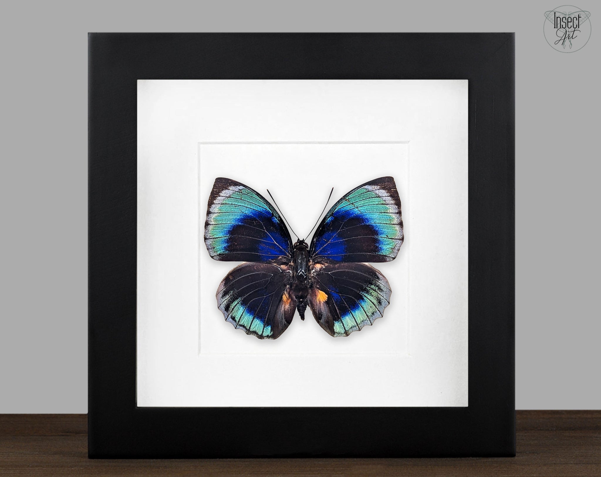 Agrias beatifica beata, echter Schmetterling im Schaukasten