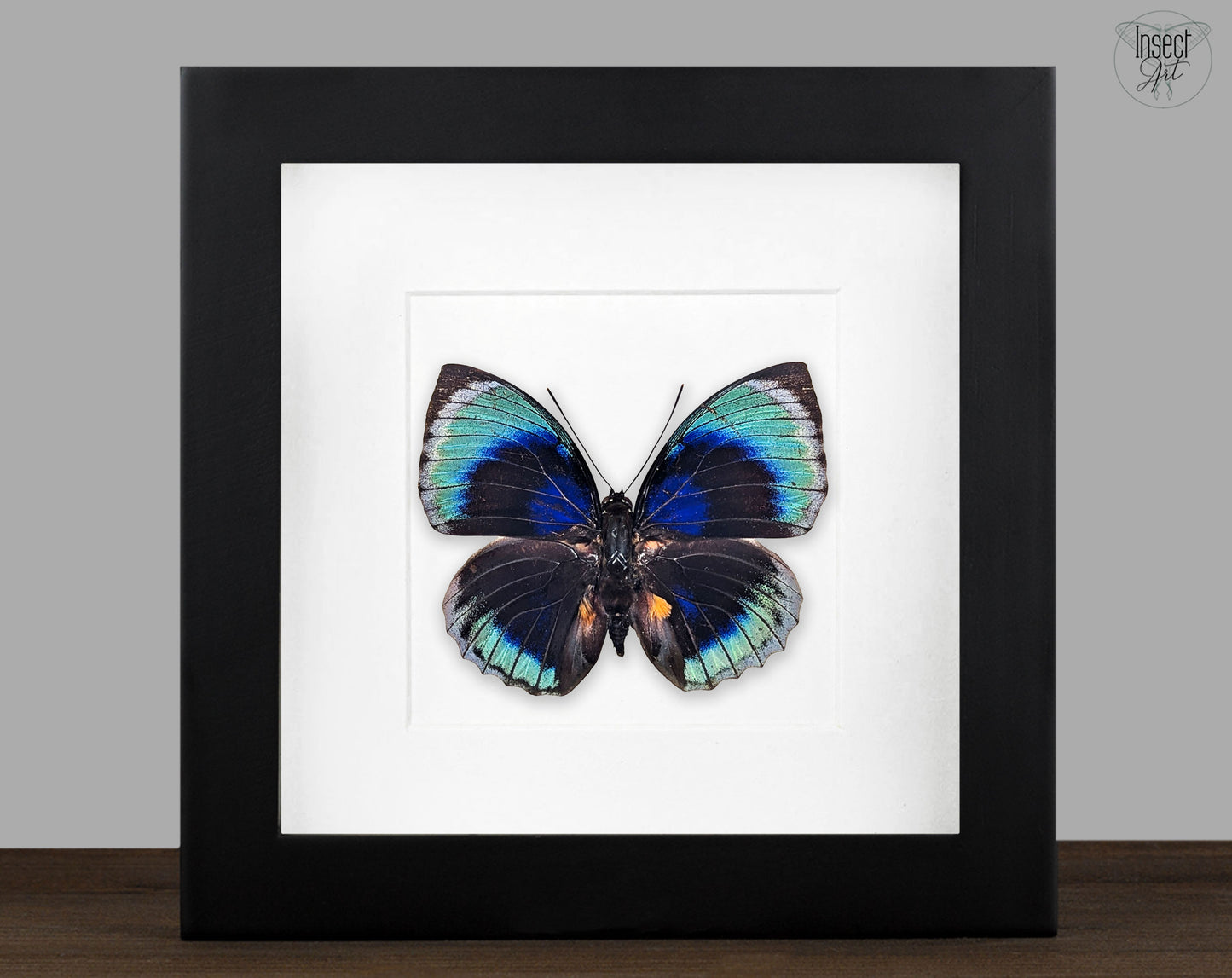Agrias beatifica beata, echter Schmetterling im Schaukasten