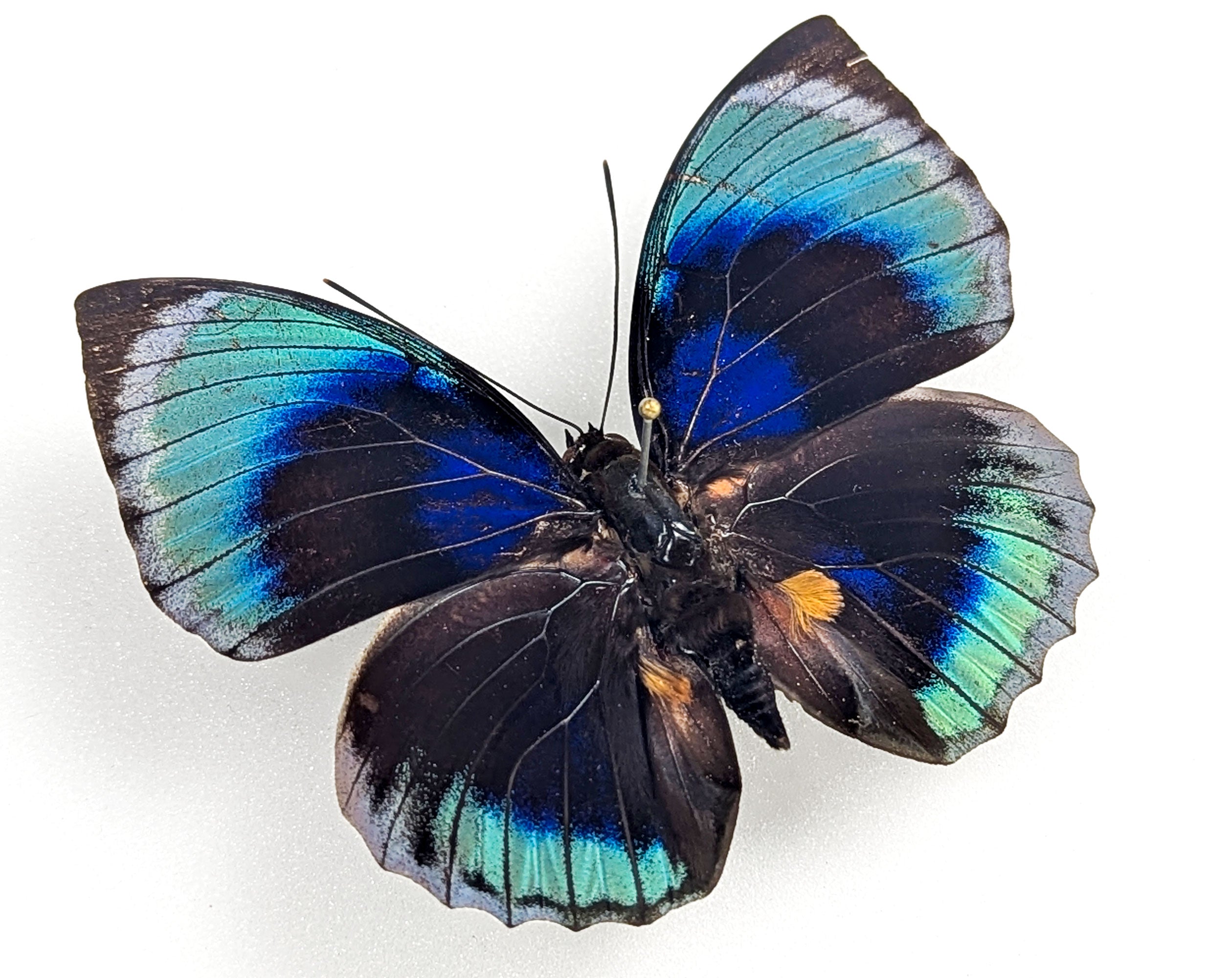 Agrias beatifica beata, echter Schmetterling im Rahmen