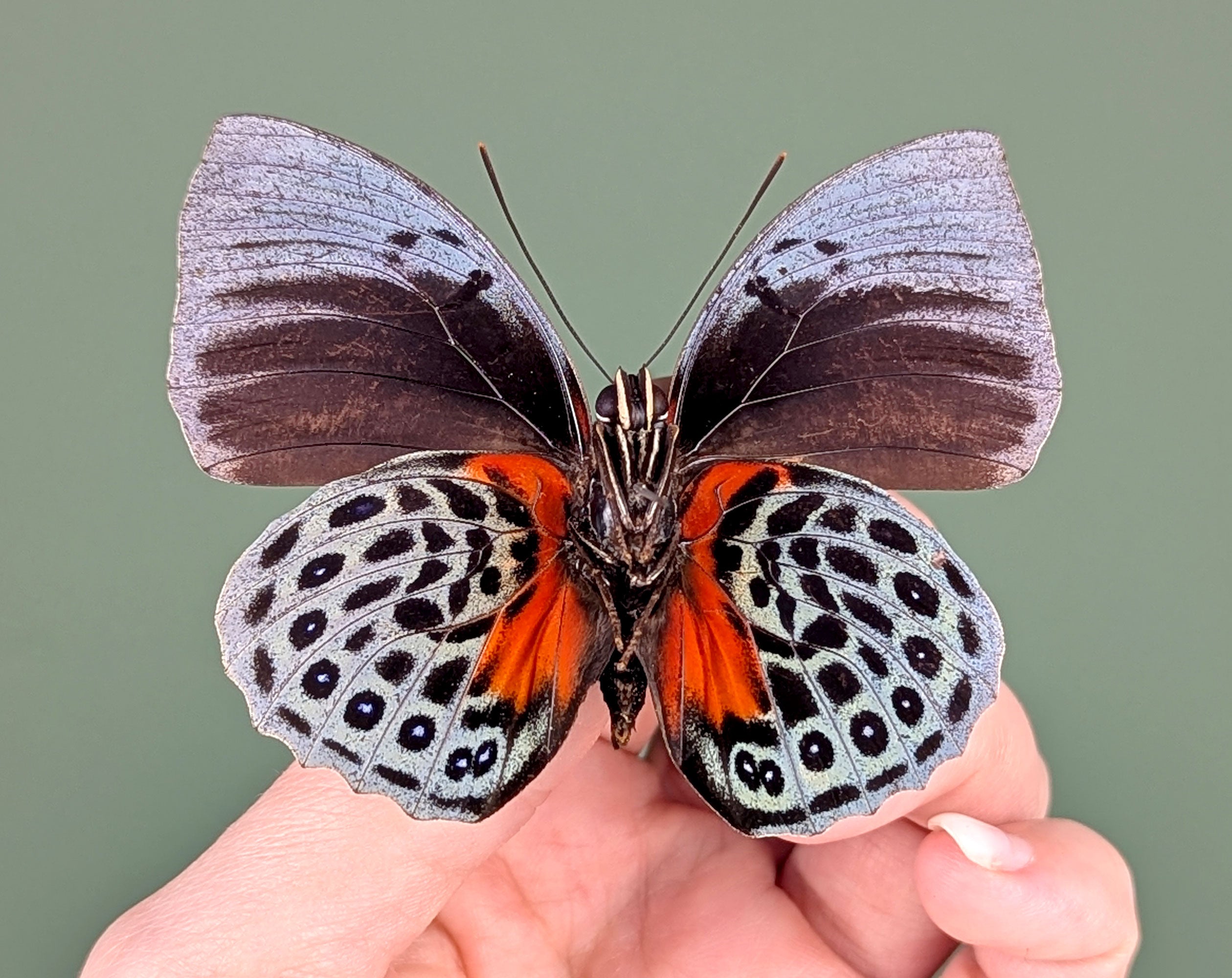 Agrias beatifica beata, echter Schmetterling im Rahmen