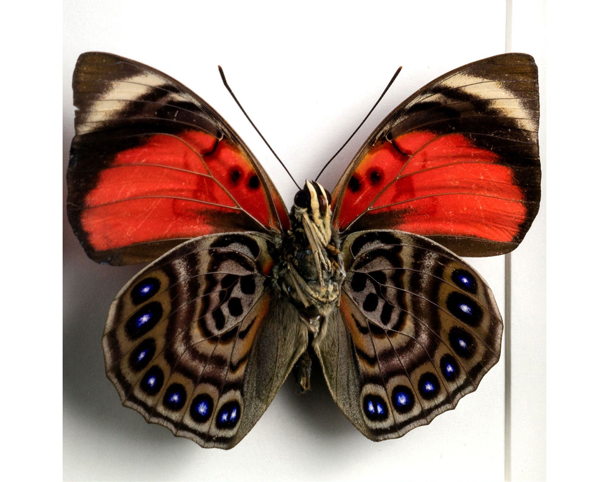 Agrias claudina verso ♂  Schmetterling InsectArt