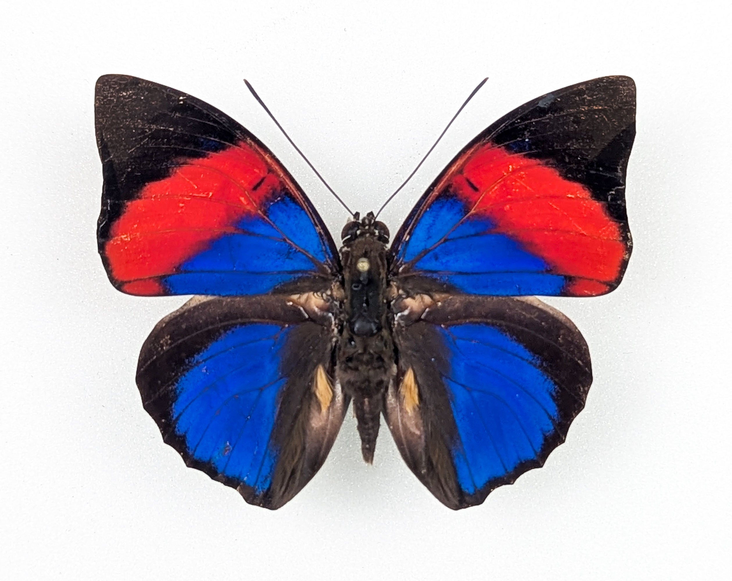 Agrias narcissus, echter Schmetterling im Rahmen