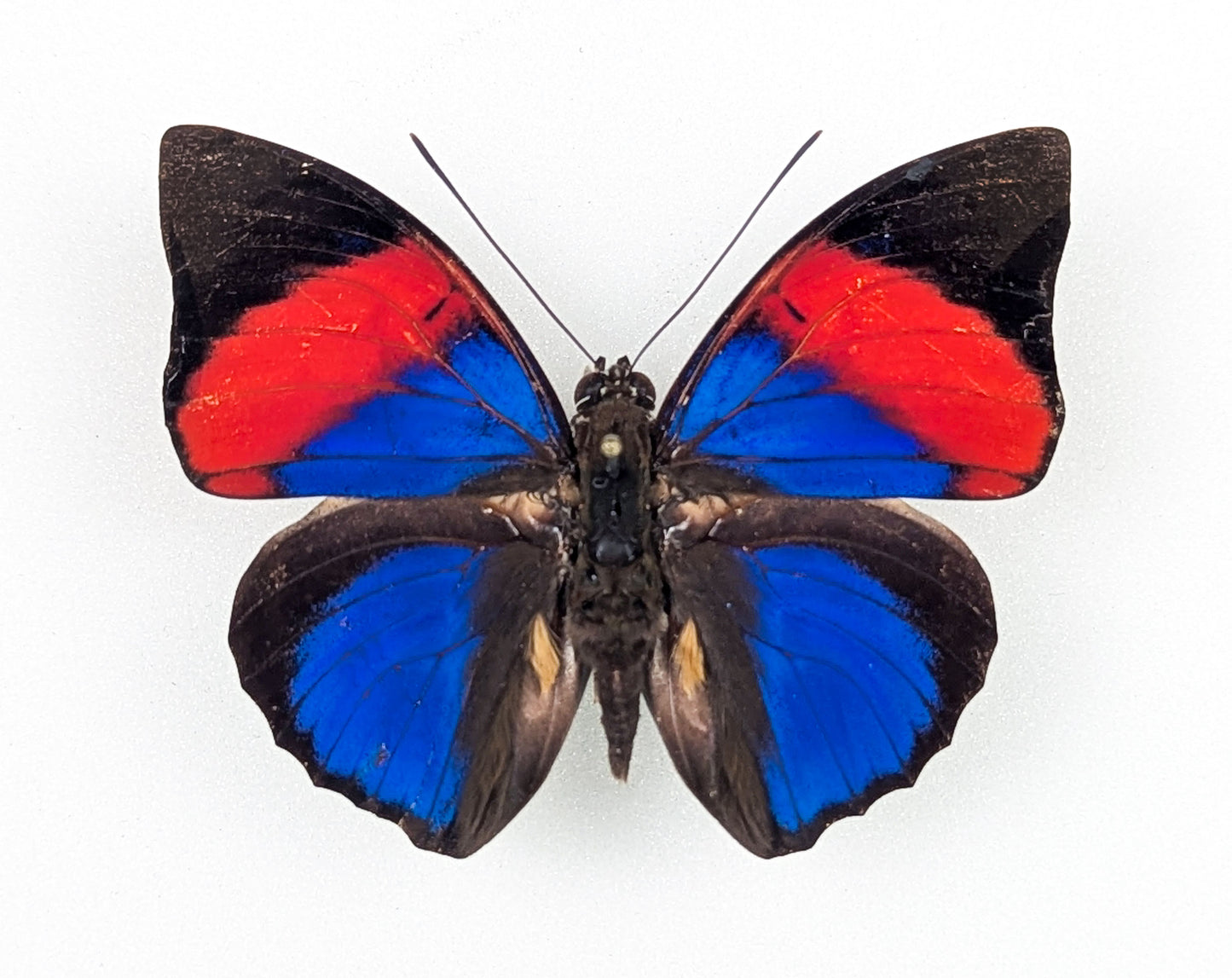Agrias narcissus, real butterfly in frame