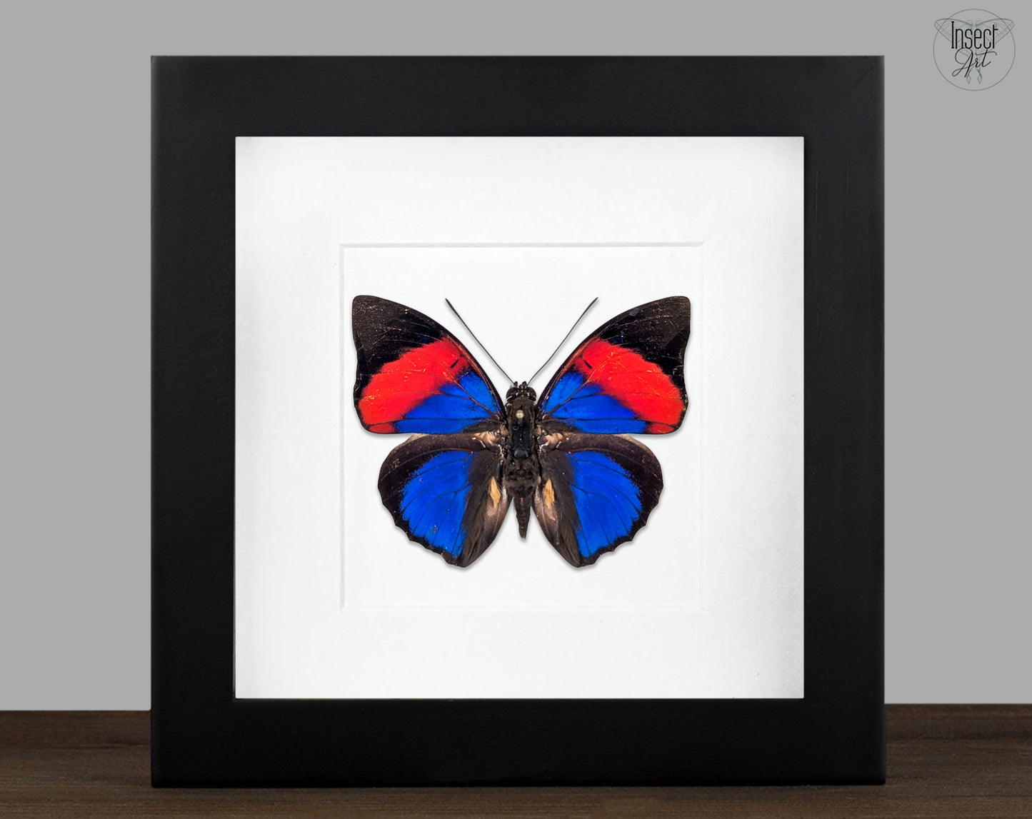 Agrias narcissus, real butterfly in frame