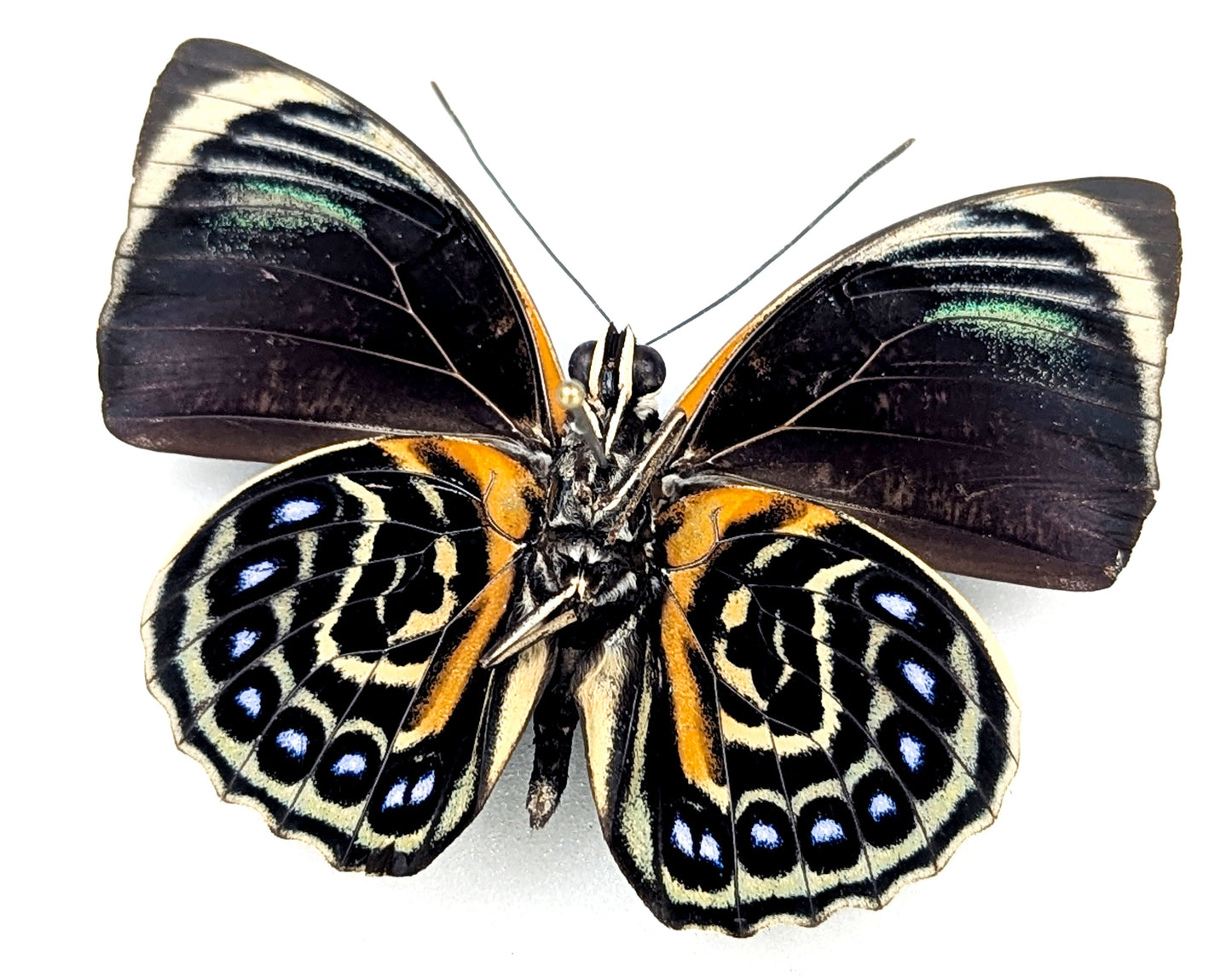 Agrias phalcidon phalcidon ♂ préparé et épinglé