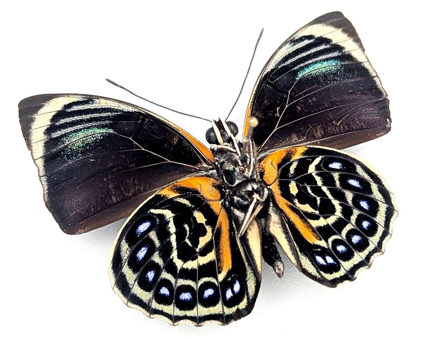 Agrias phalcidon phalcidon ♂ préparé et épinglé