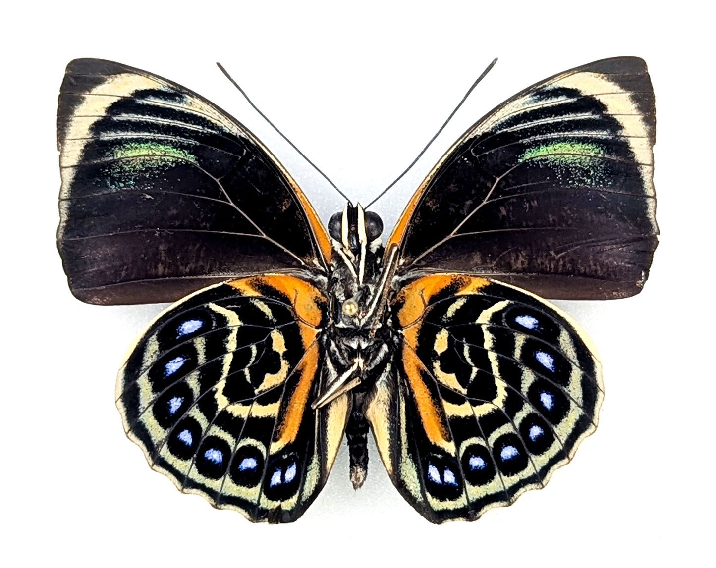 Agrias phalcidon phalcidon ♂ préparé et épinglé
