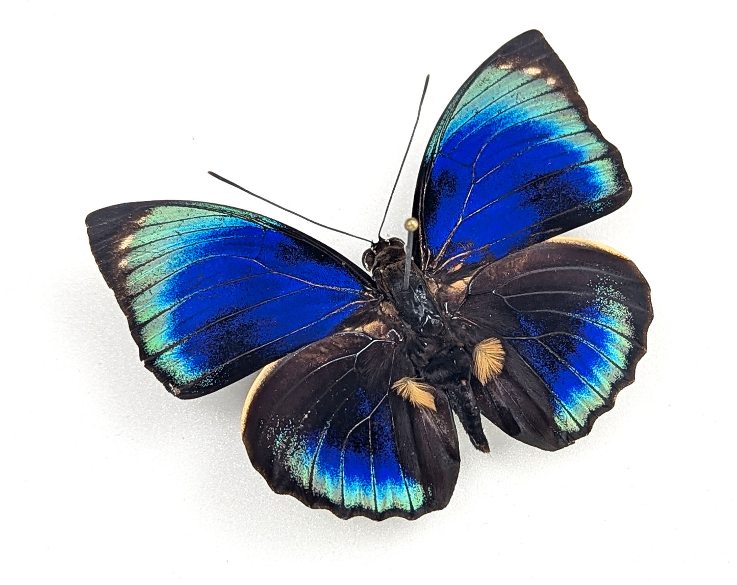 Agrias phalcidon phalcidon | real butterfly in frame