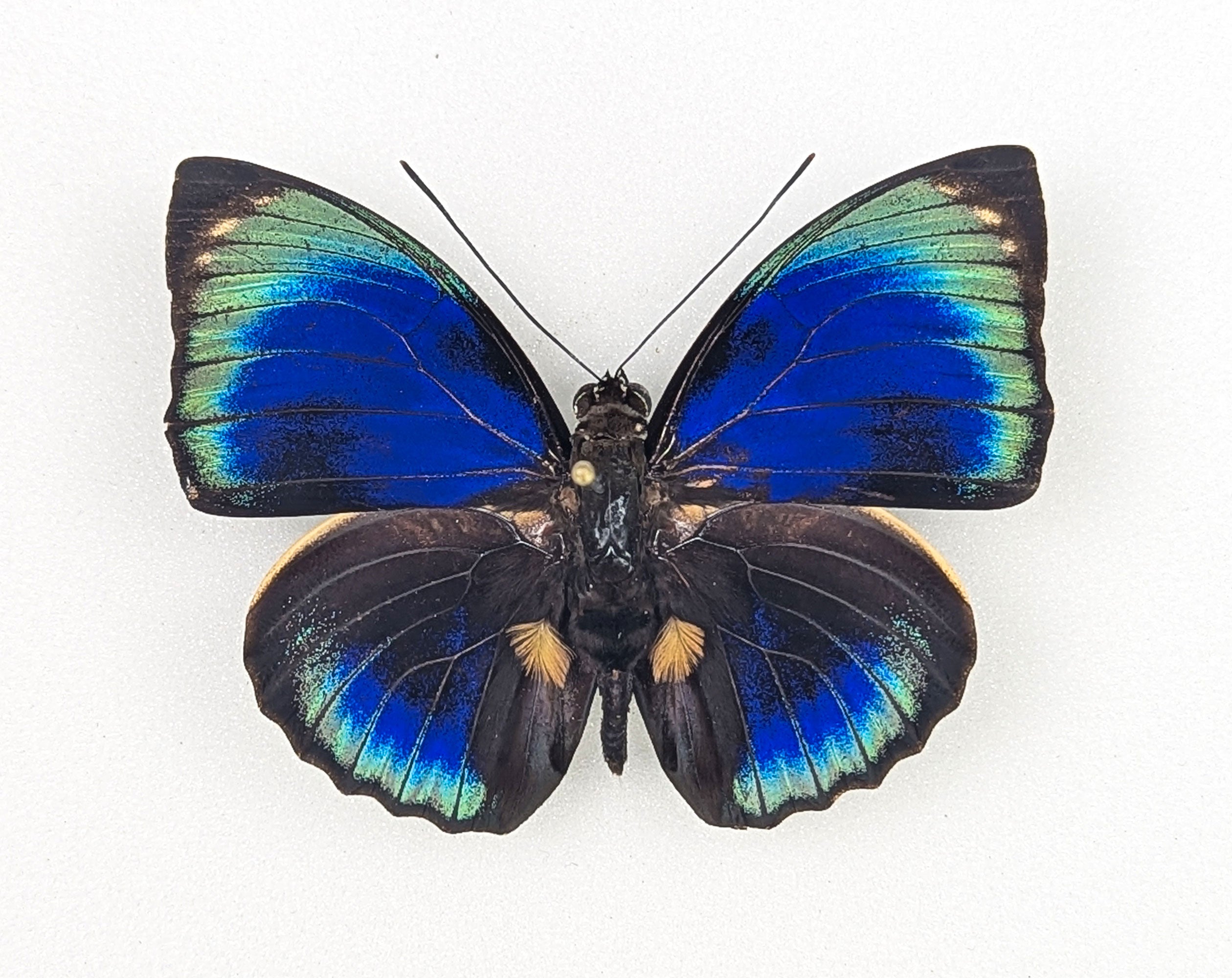 Agrias phalcidon phalcidon | echter Schmetterling im Rahmen