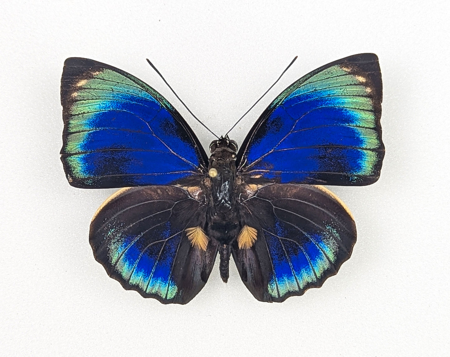 Agrias phalcidon phalcidon | real butterfly in frame