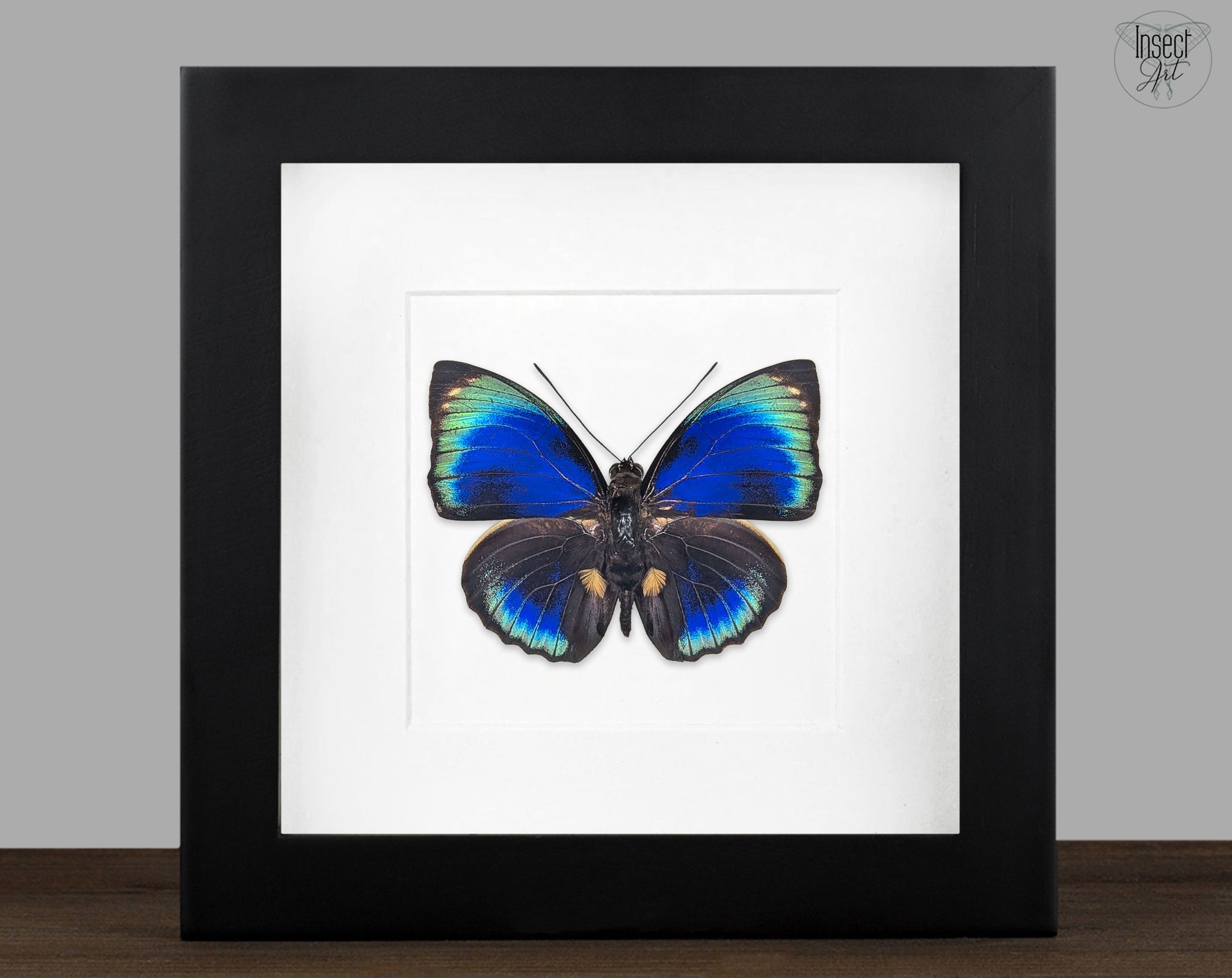 Agrias phalcidon phalcidon | echter Schmetterling im Rahmen