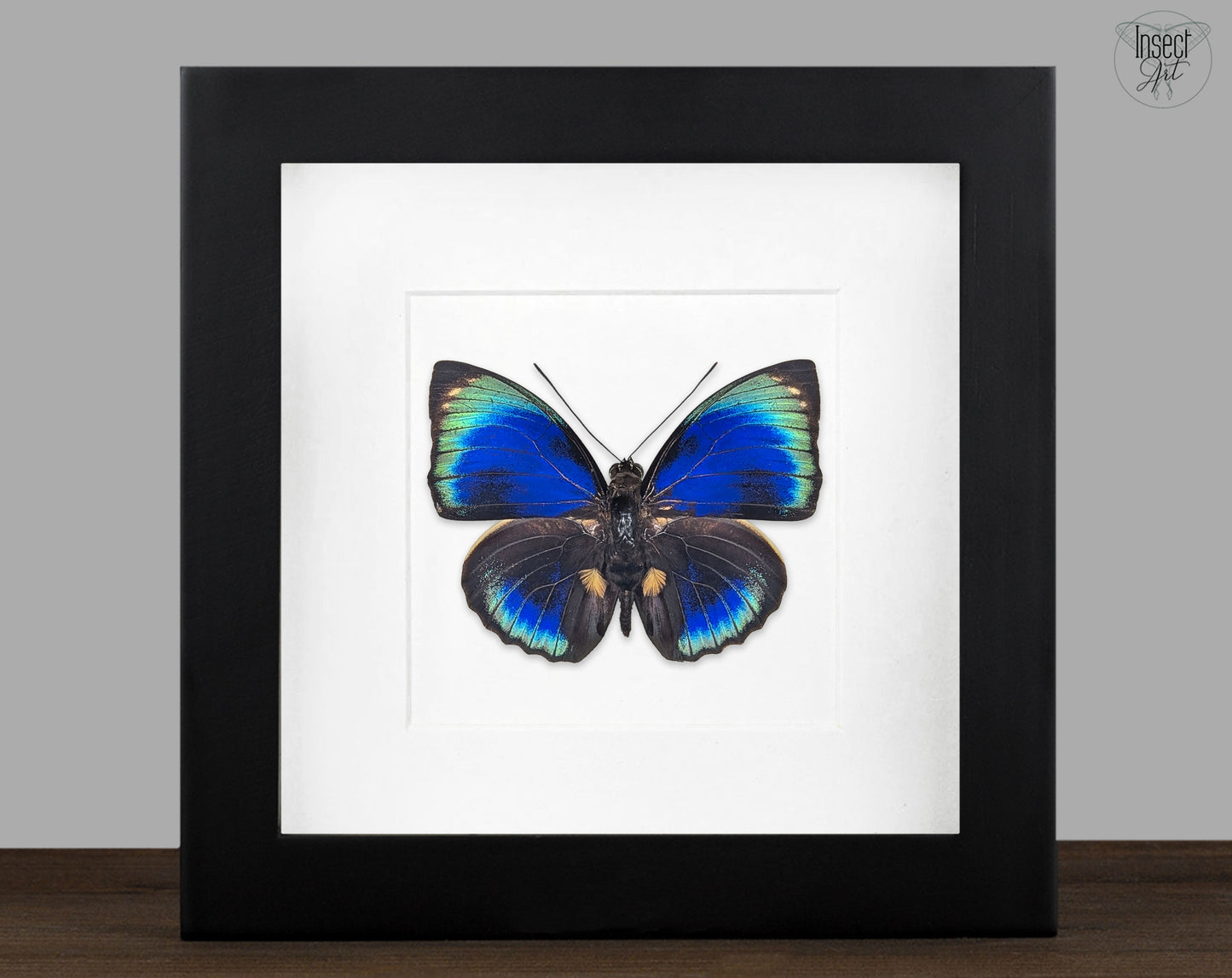 Agrias phalcidon phalcidon | echter Schmetterling im Rahmen