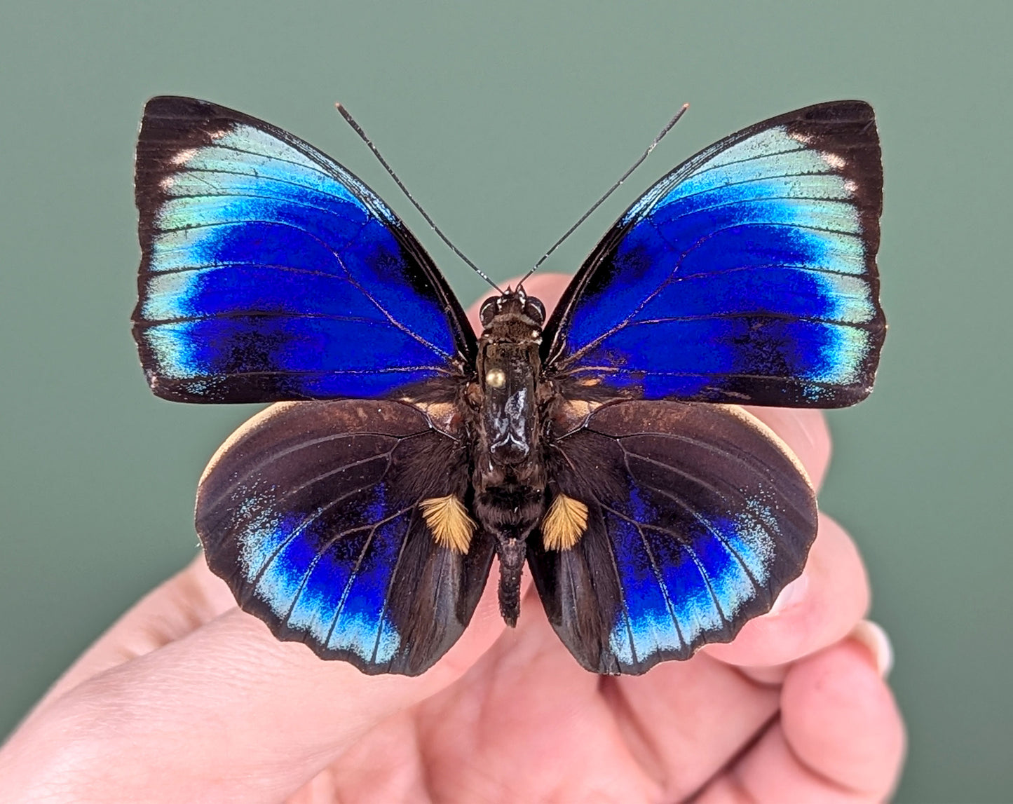 Agrias phalcidon phalcidon | real butterfly in frame