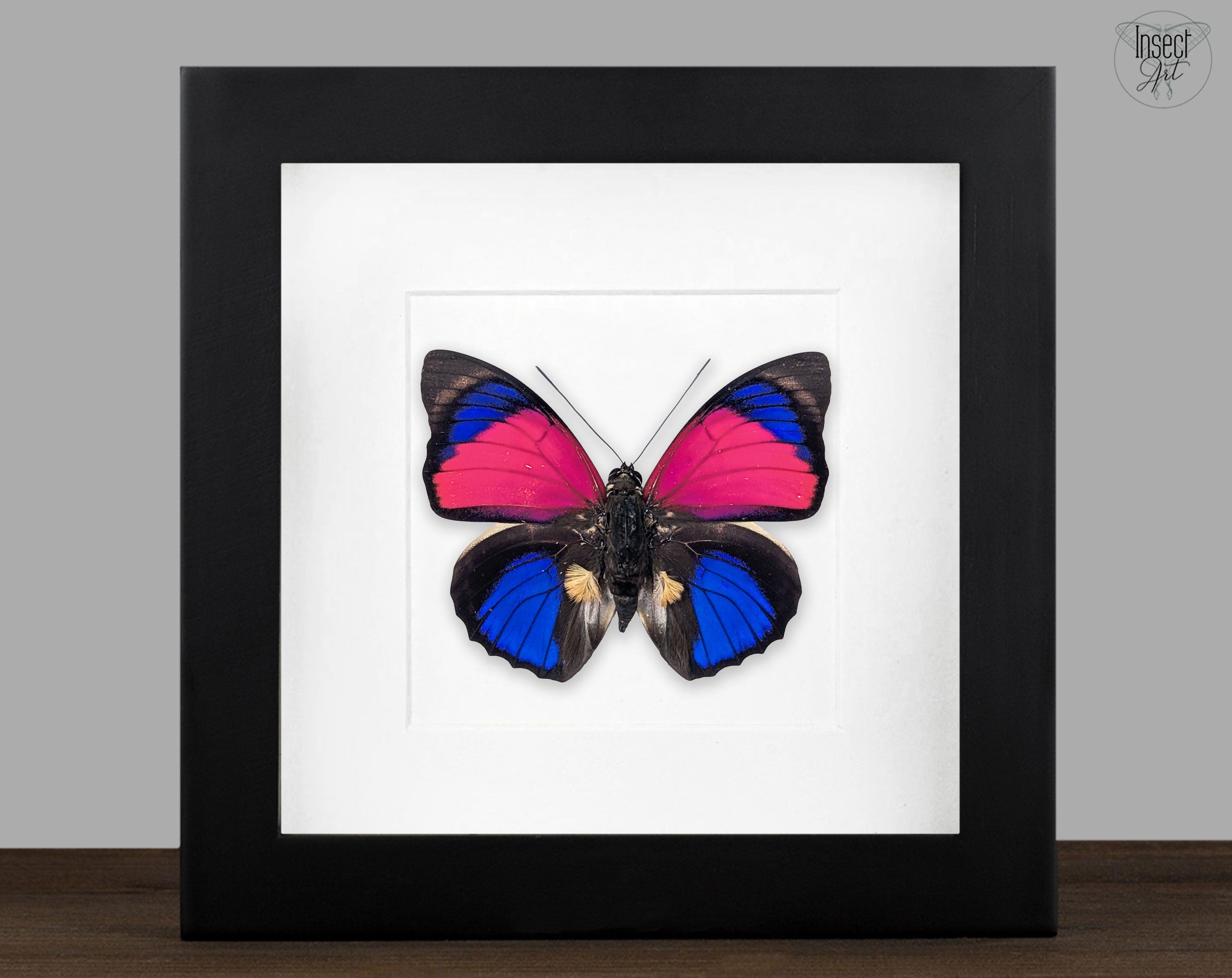 Agrias sardanapalus Männchen, echter Schmetterling im Rahmen