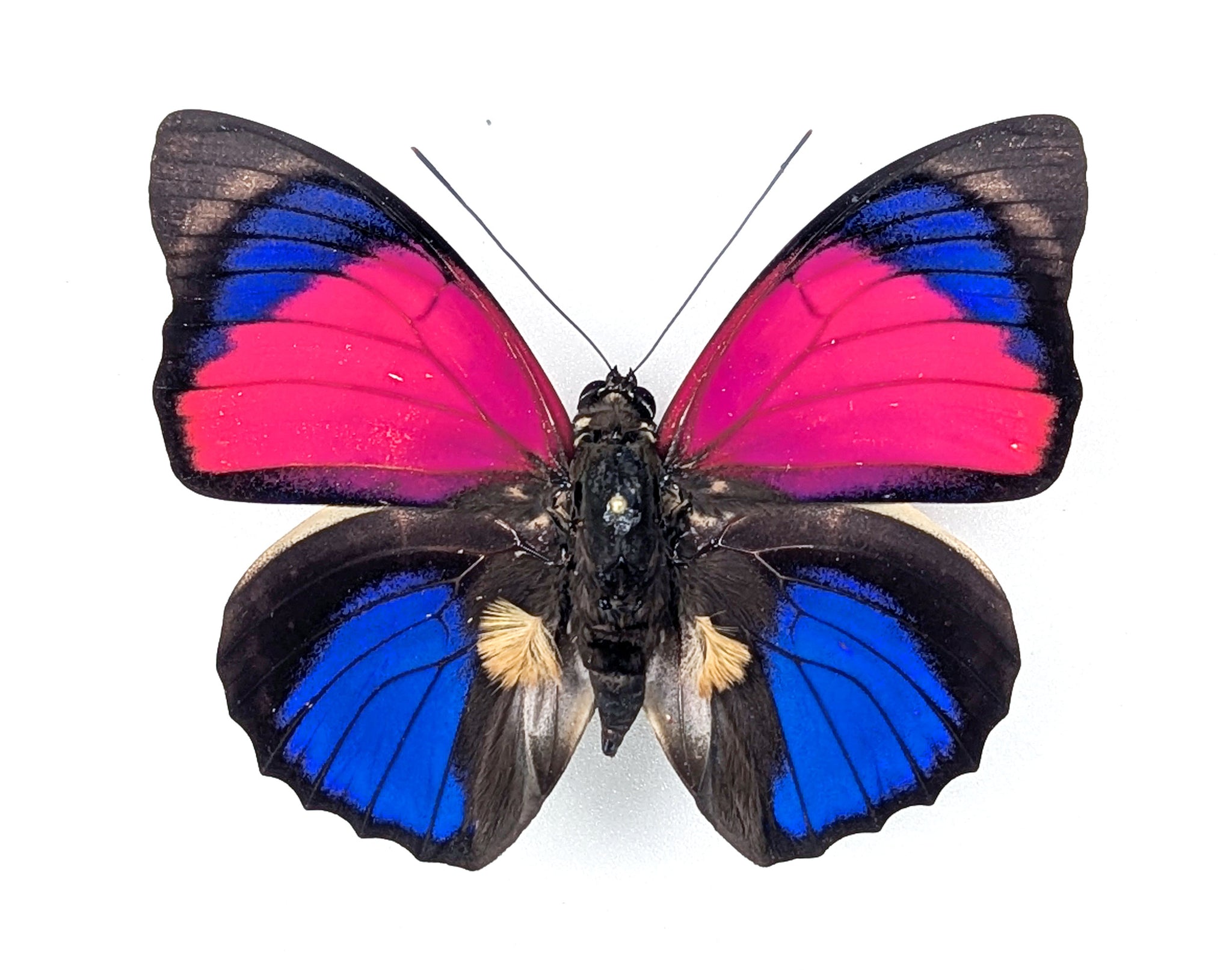 Agrias sardanapalus Männchen, echter Schmetterling im Rahmen
