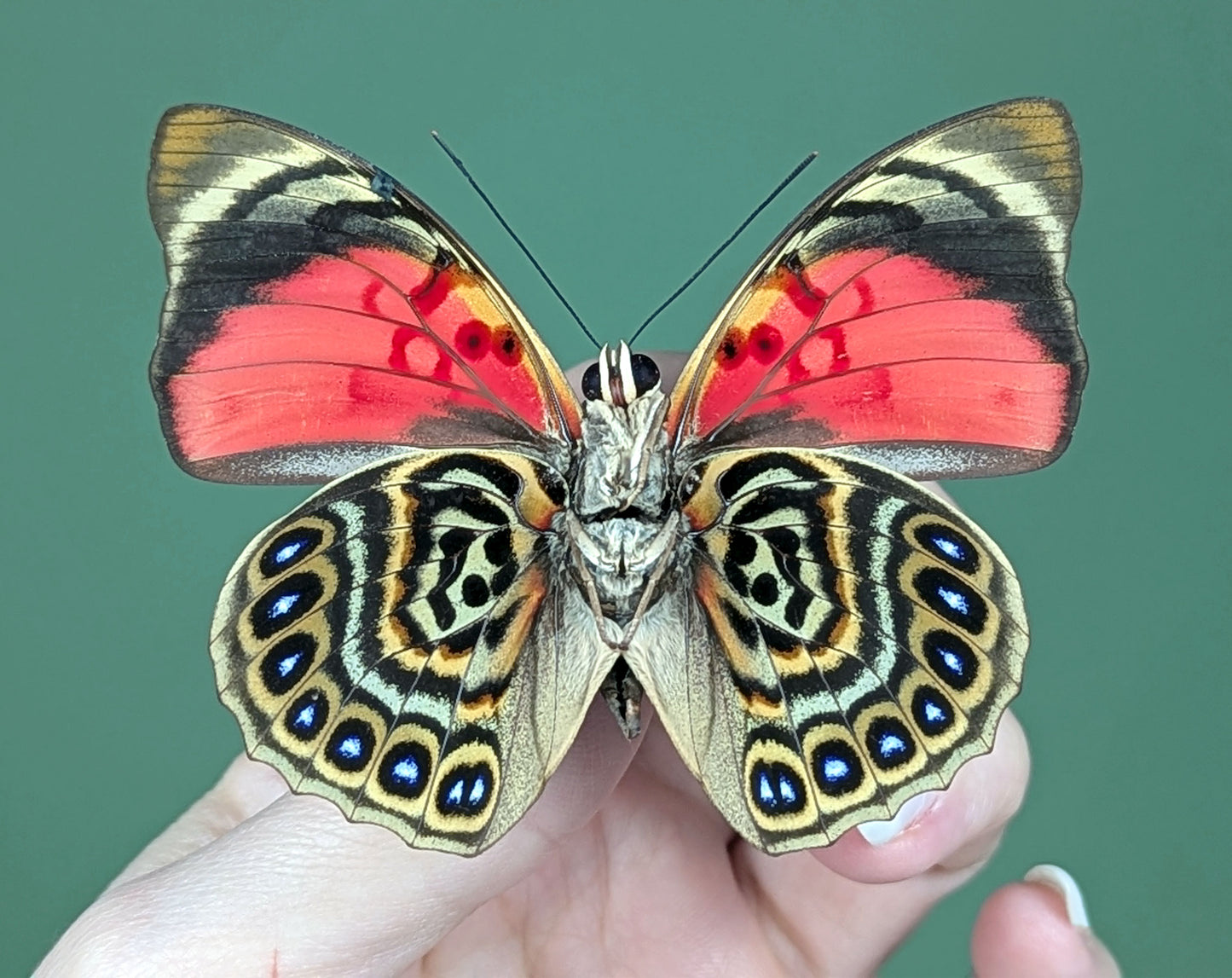 Agrias sardanapalus mâle, véritable papillon encadré