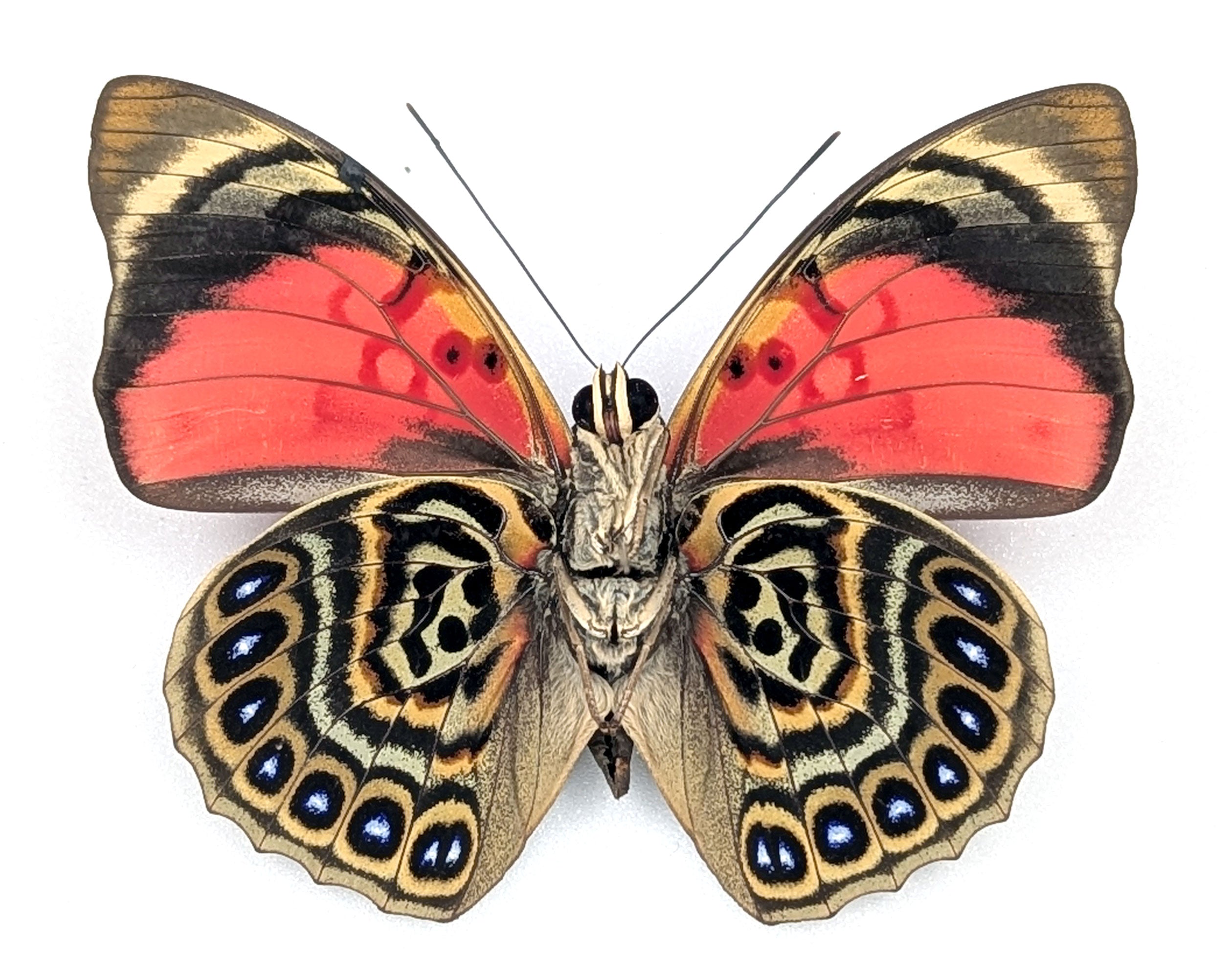 Agrias sardanapalus Männchen, echter Schmetterling im Rahmen
