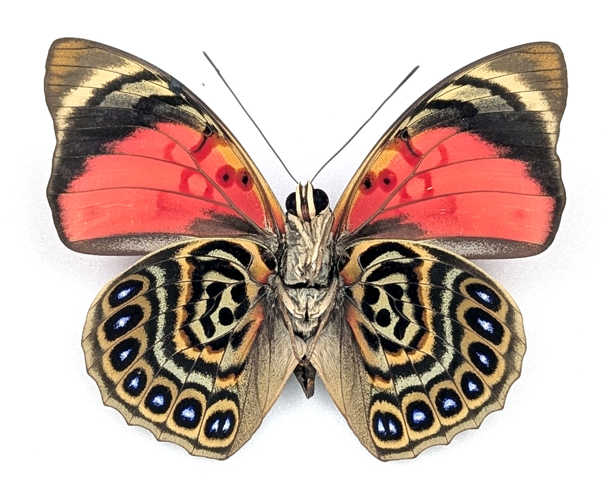 Agrias sardanapalus Männchen, echter Schmetterling im Rahmen