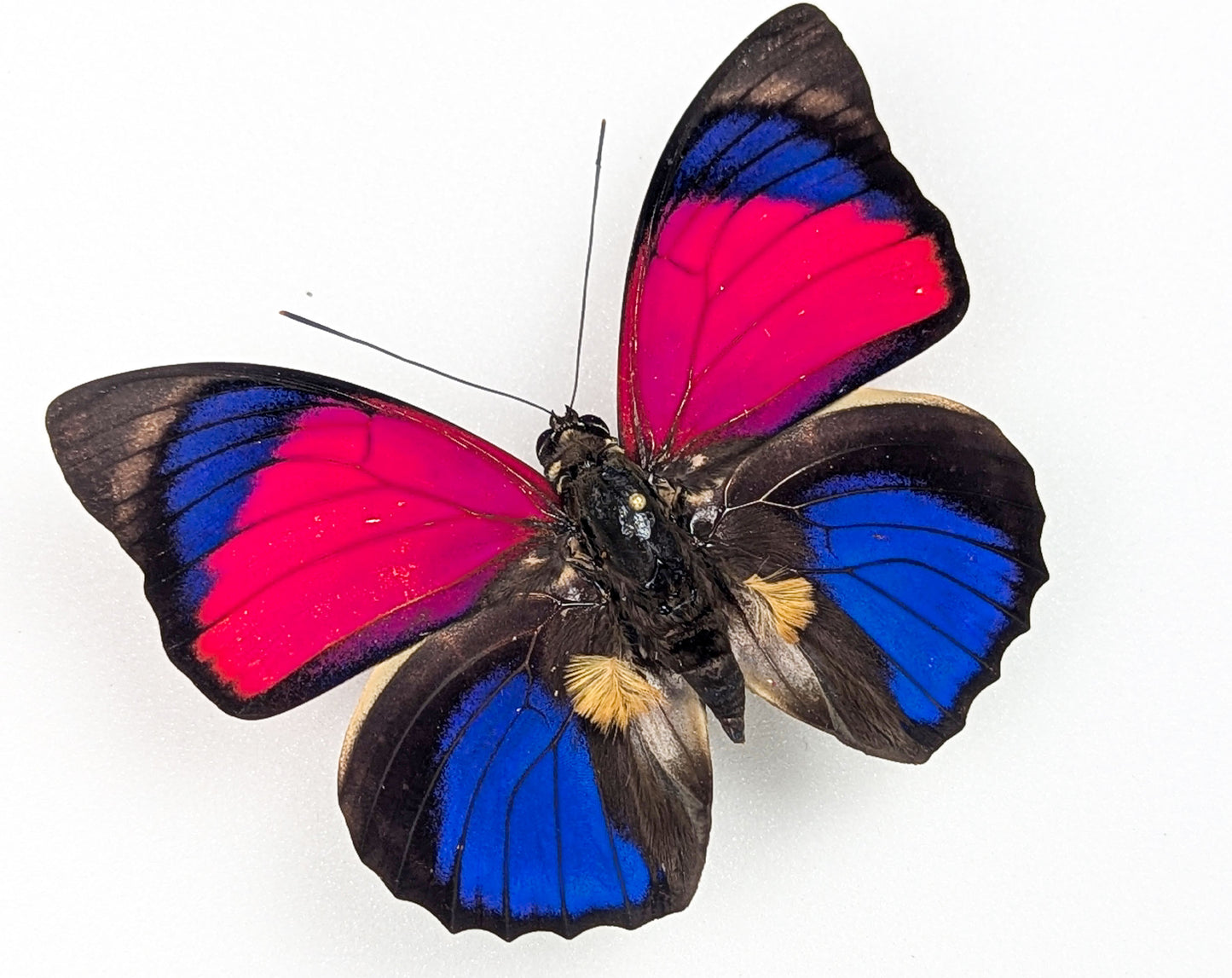 Agrias sardanapalus mâle, véritable papillon encadré
