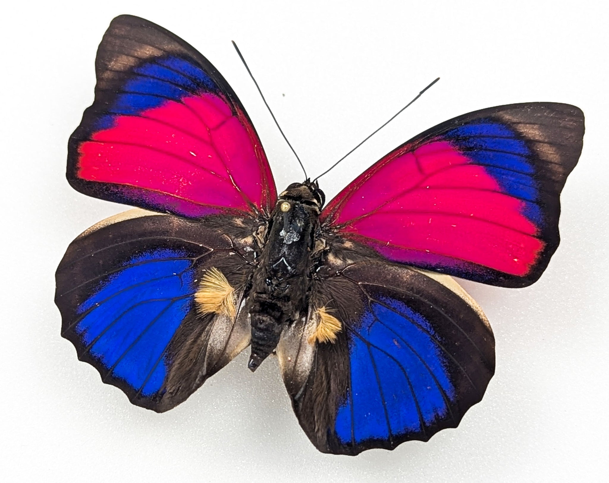 Agrias sardanapalus Männchen, echter Schmetterling im Rahmen