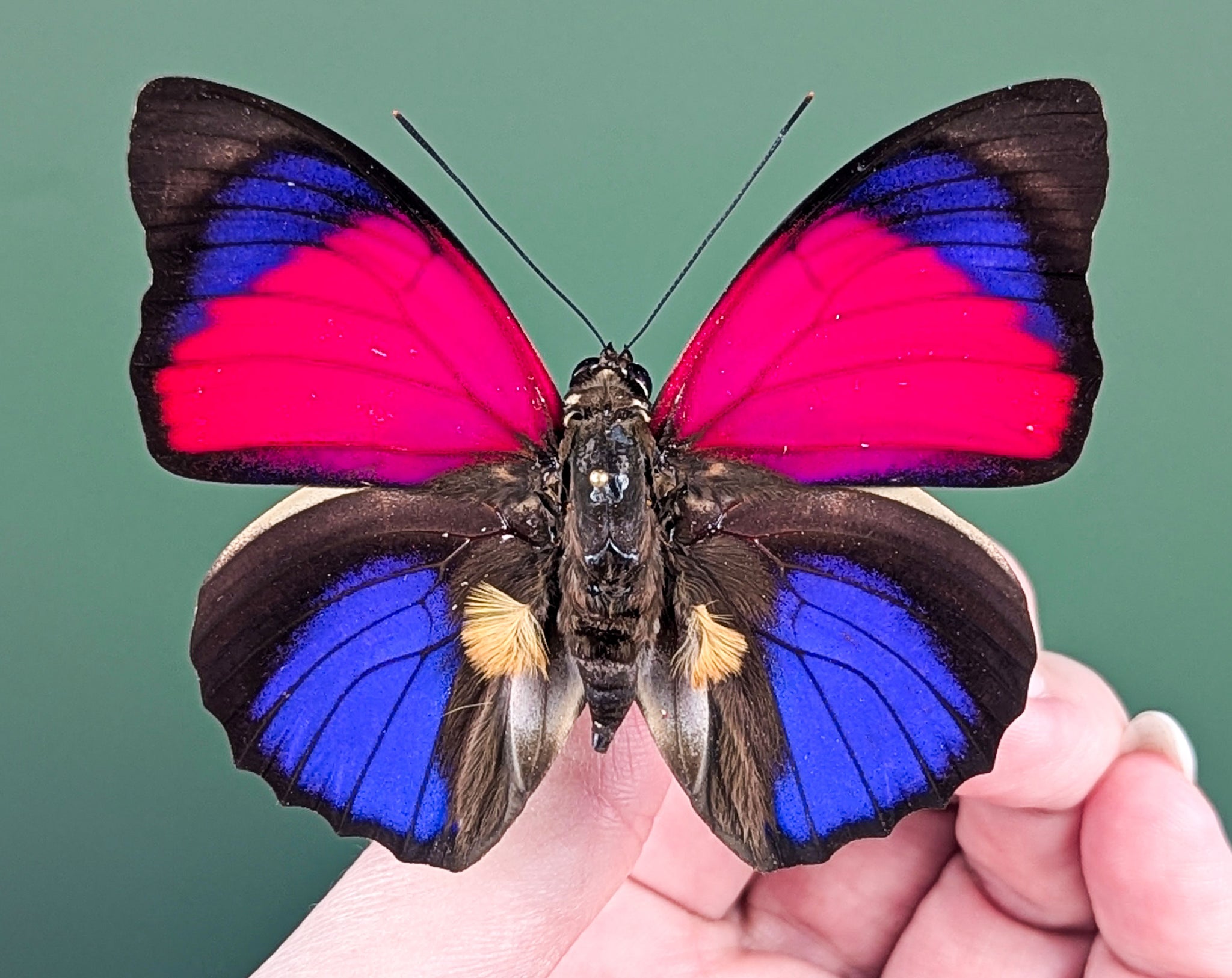 Agrias sardanapalus Männchen, echter Schmetterling im Rahmen