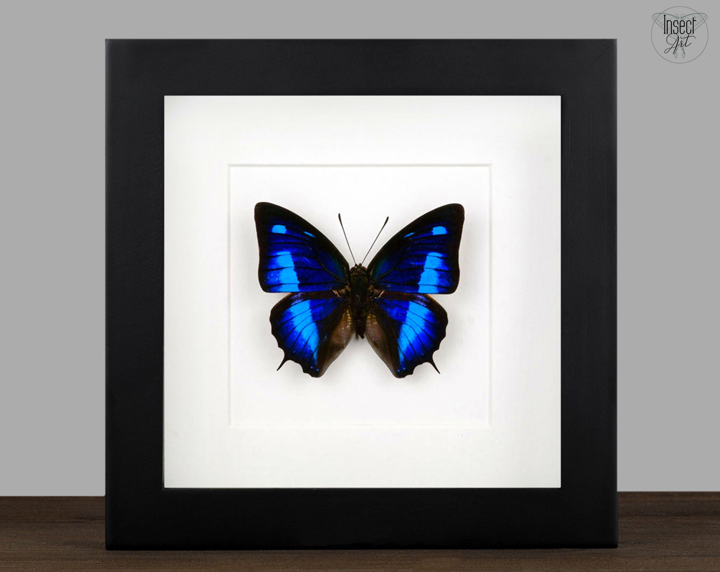 Anaea cyanea  Schmetterling InsectArt