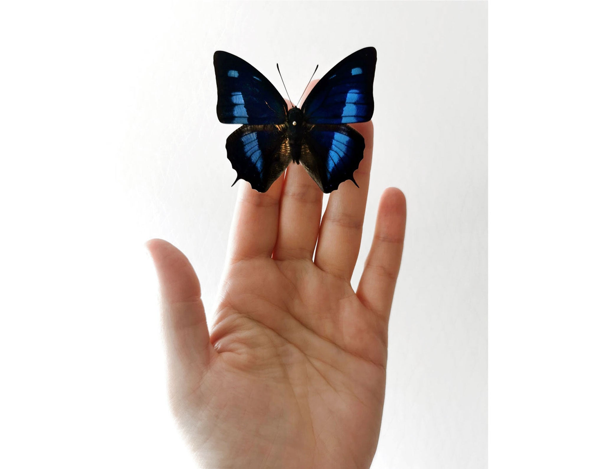 Anaea cyanea  Schmetterling InsectArt