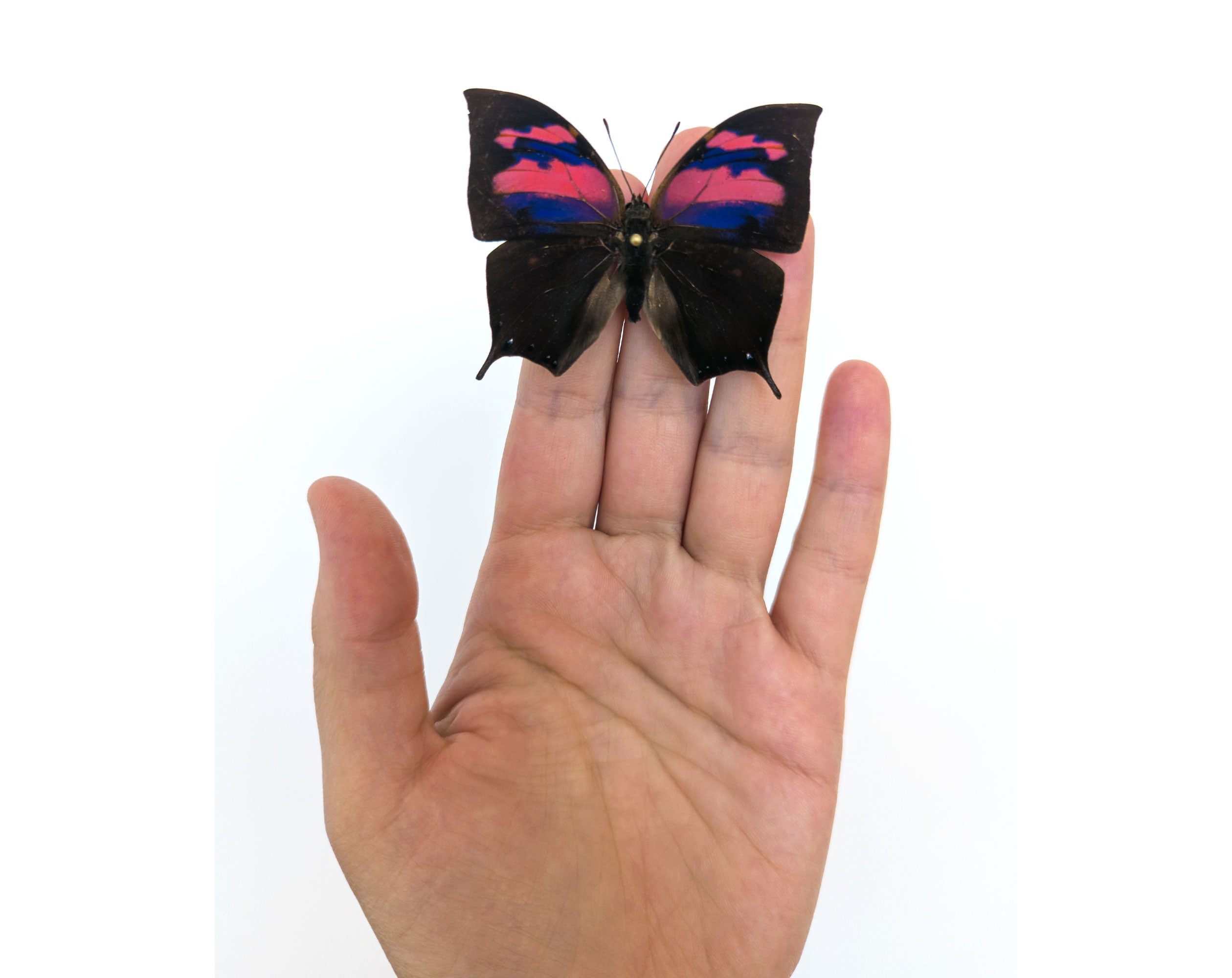 Anaea nessus ♂  Schmetterling InsectArt