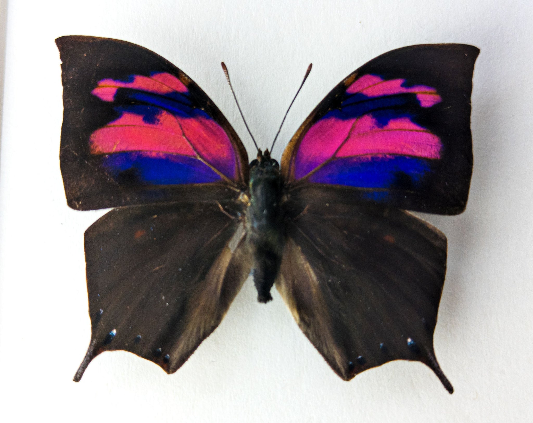 Anaea nessus ♂  Schmetterling InsectArt
