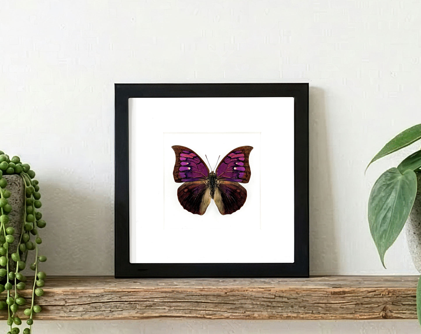 Anaea tyrianthina, real butterfly in frame