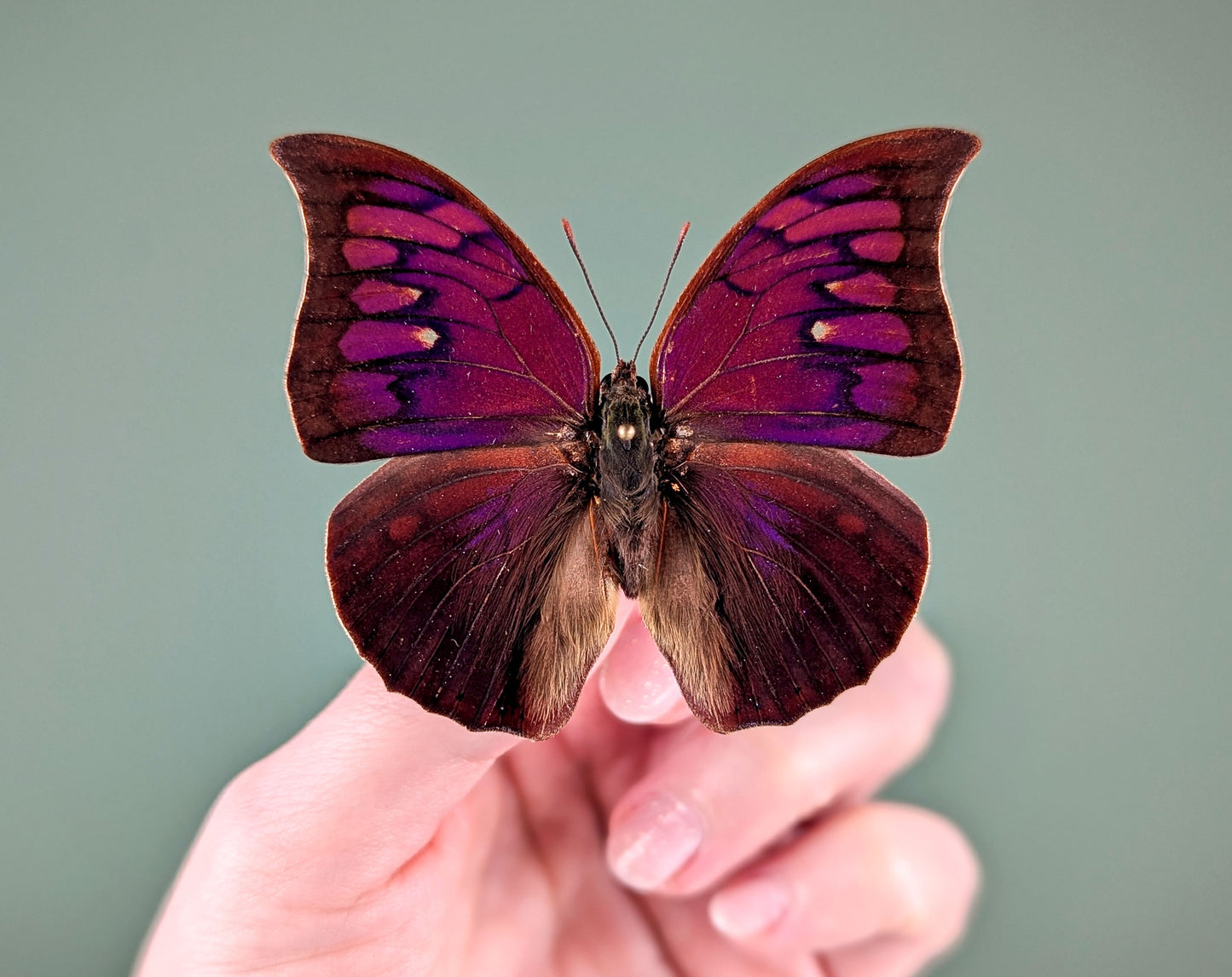 Anaea tyrianthina, real butterfly in frame