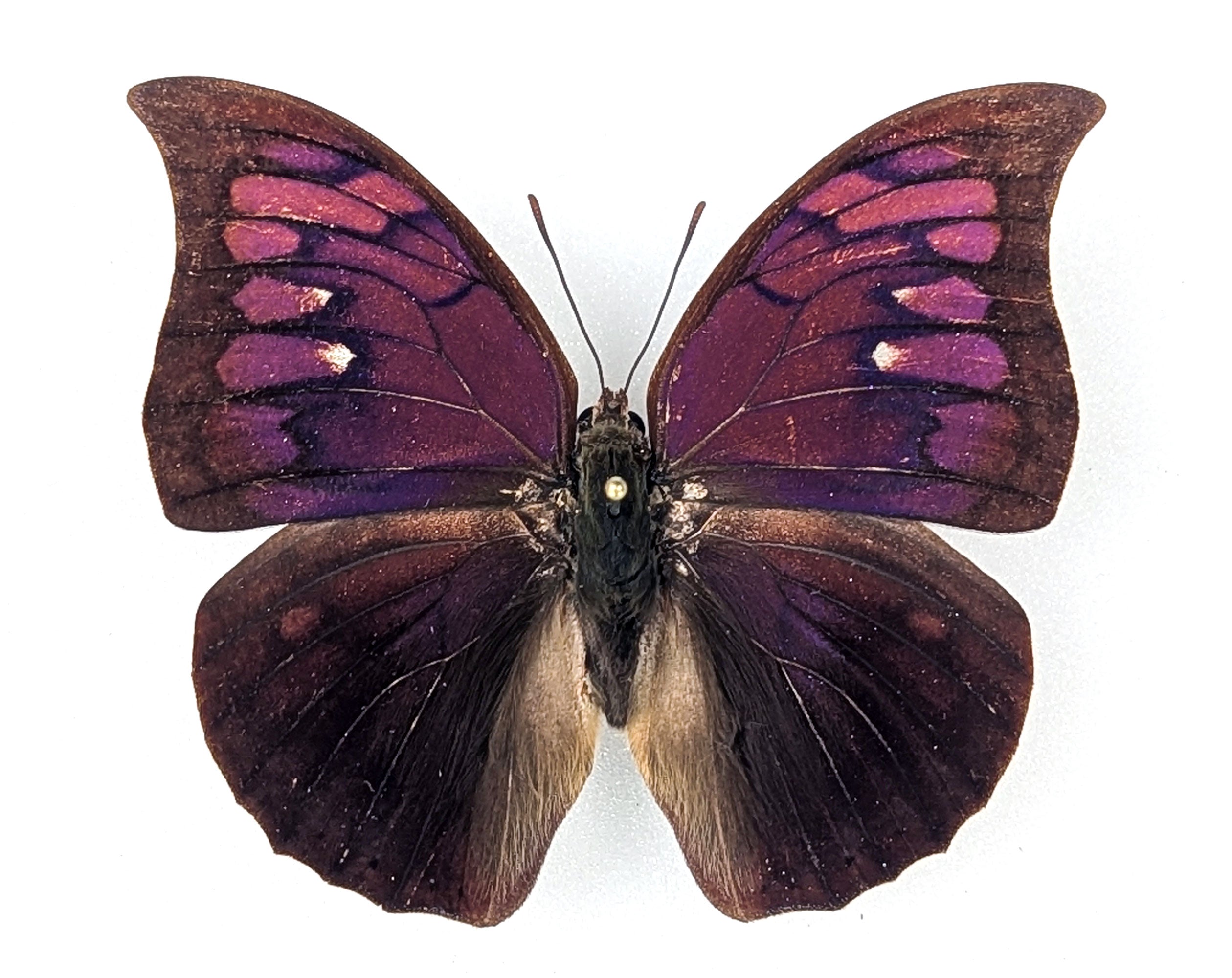 Anaea tyrianthina, präparierter Schmetterling im Rahmen