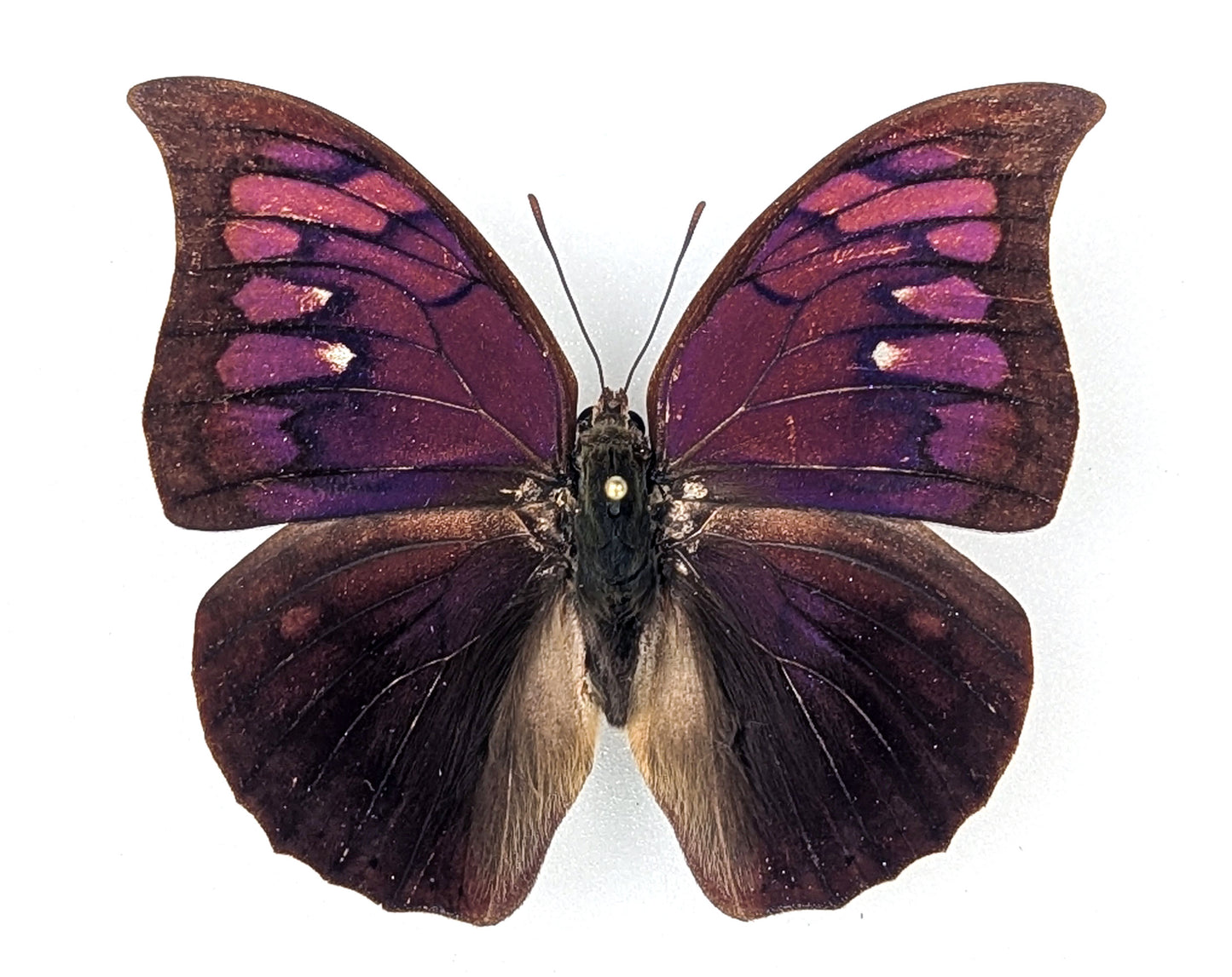 Anaea tyrianthina, real butterfly in frame