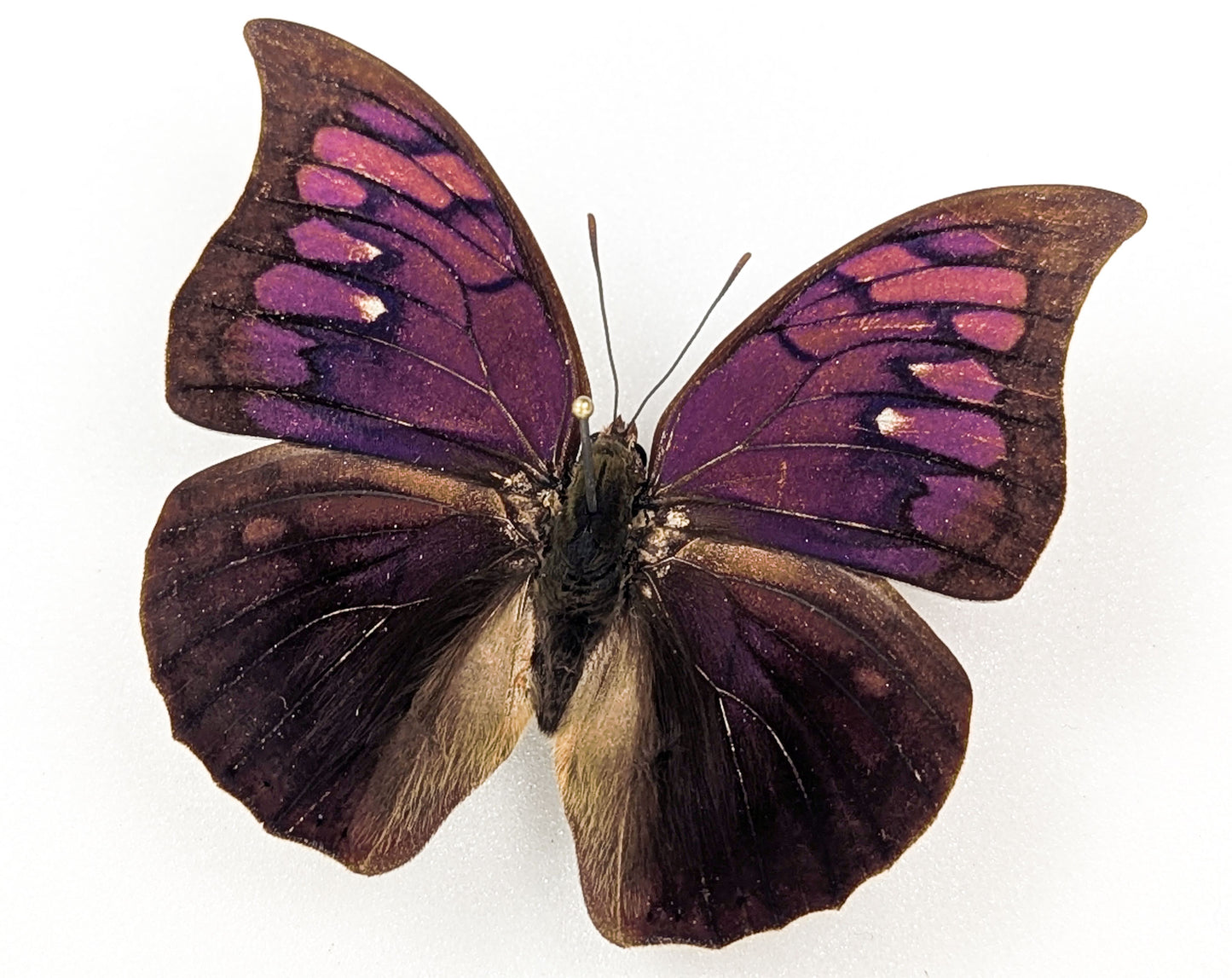 Anaea tyrianthina, real butterfly in frame
