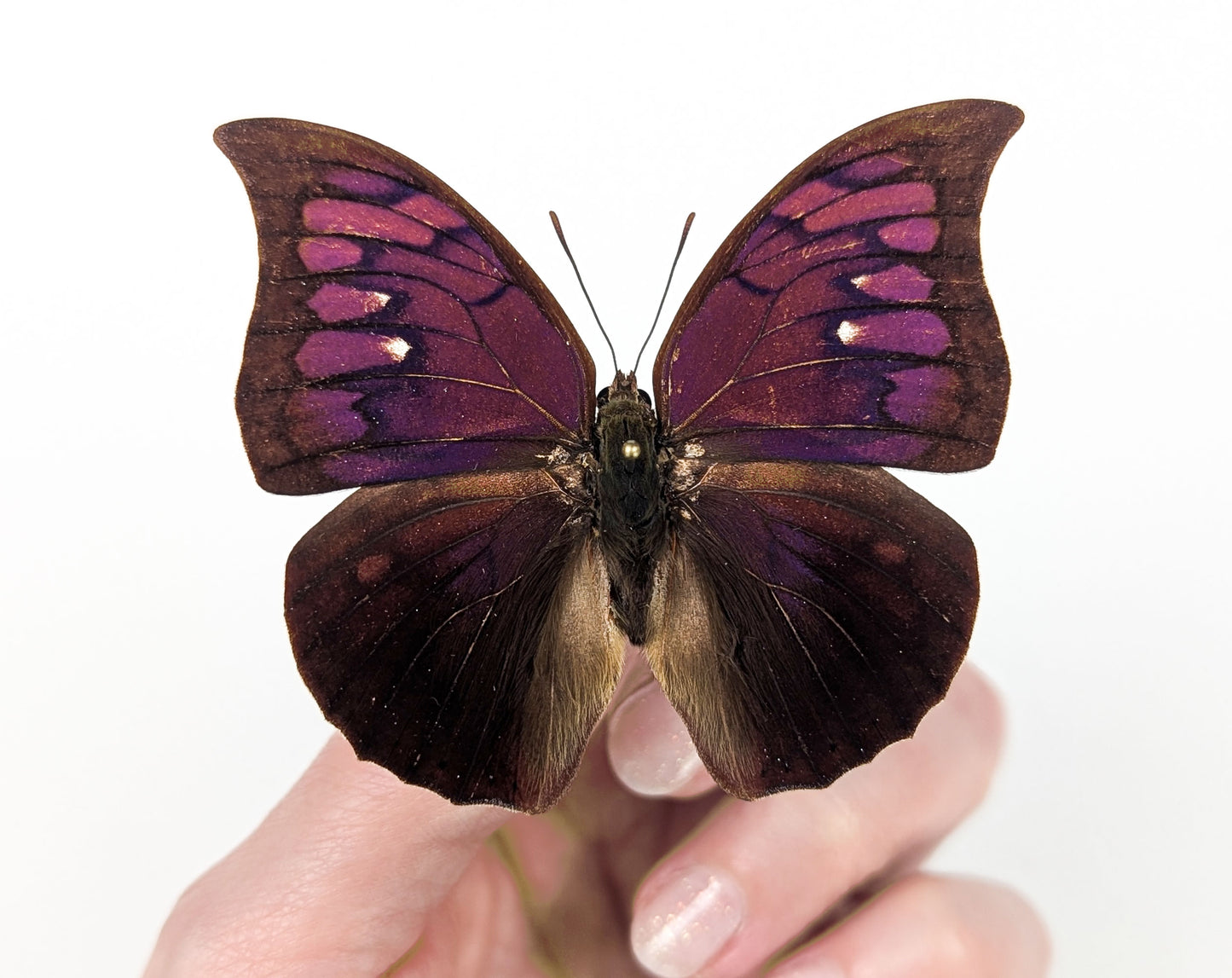 Anaea tyrianthina, real butterfly in frame