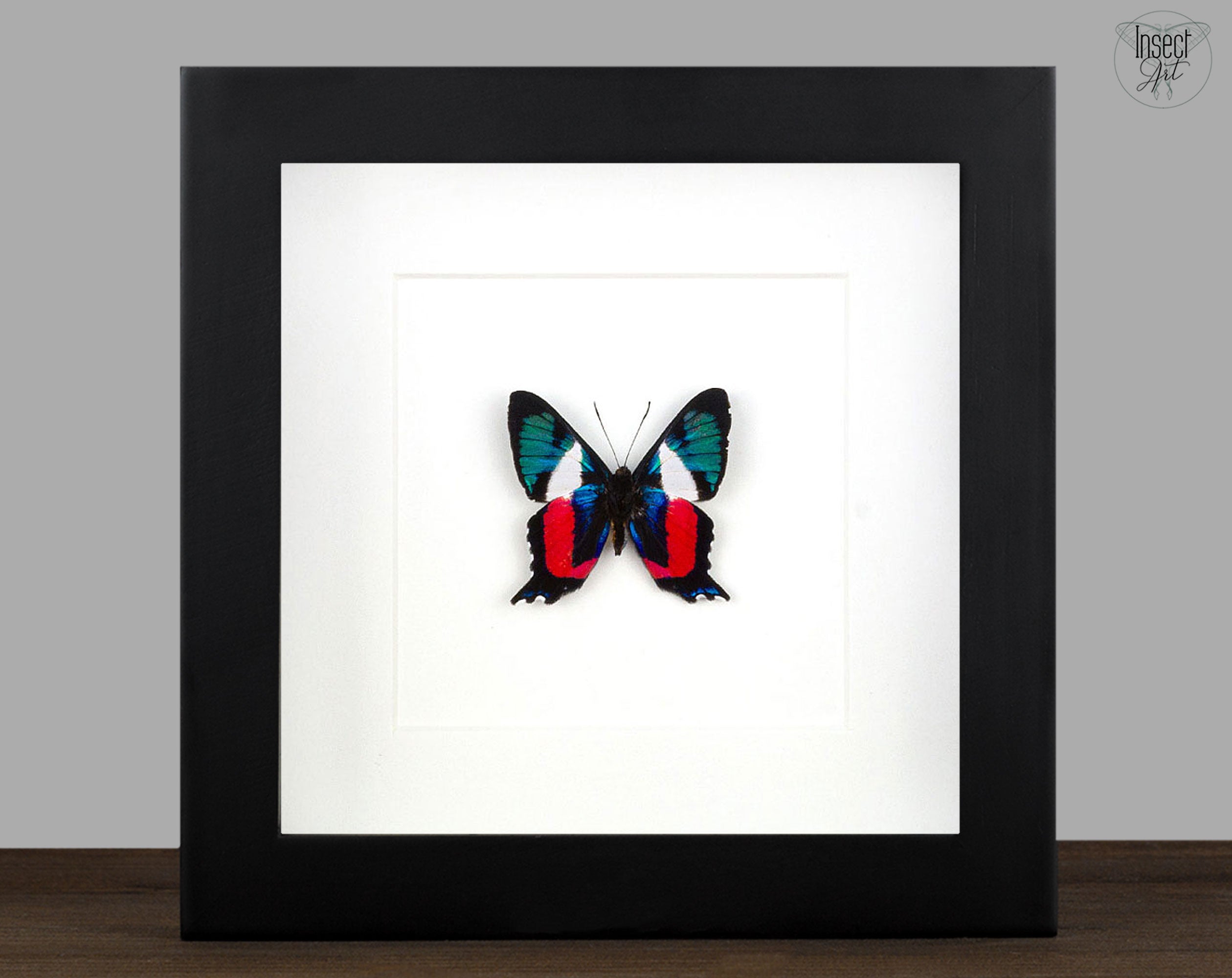 Ancyluris formosissima  Schmetterling InsectArt