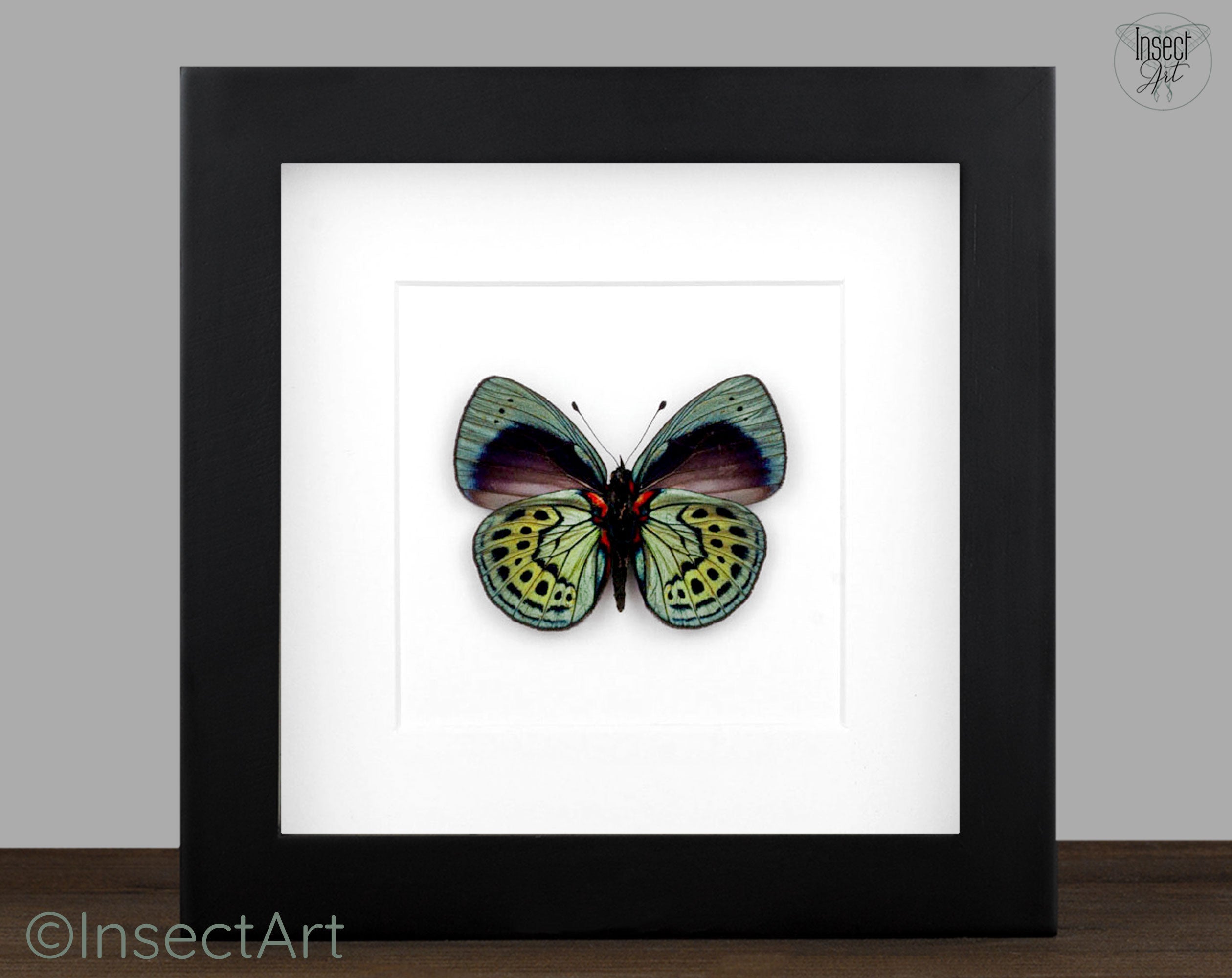 Asterope leprieuri (verso)  Schmetterling InsectArt