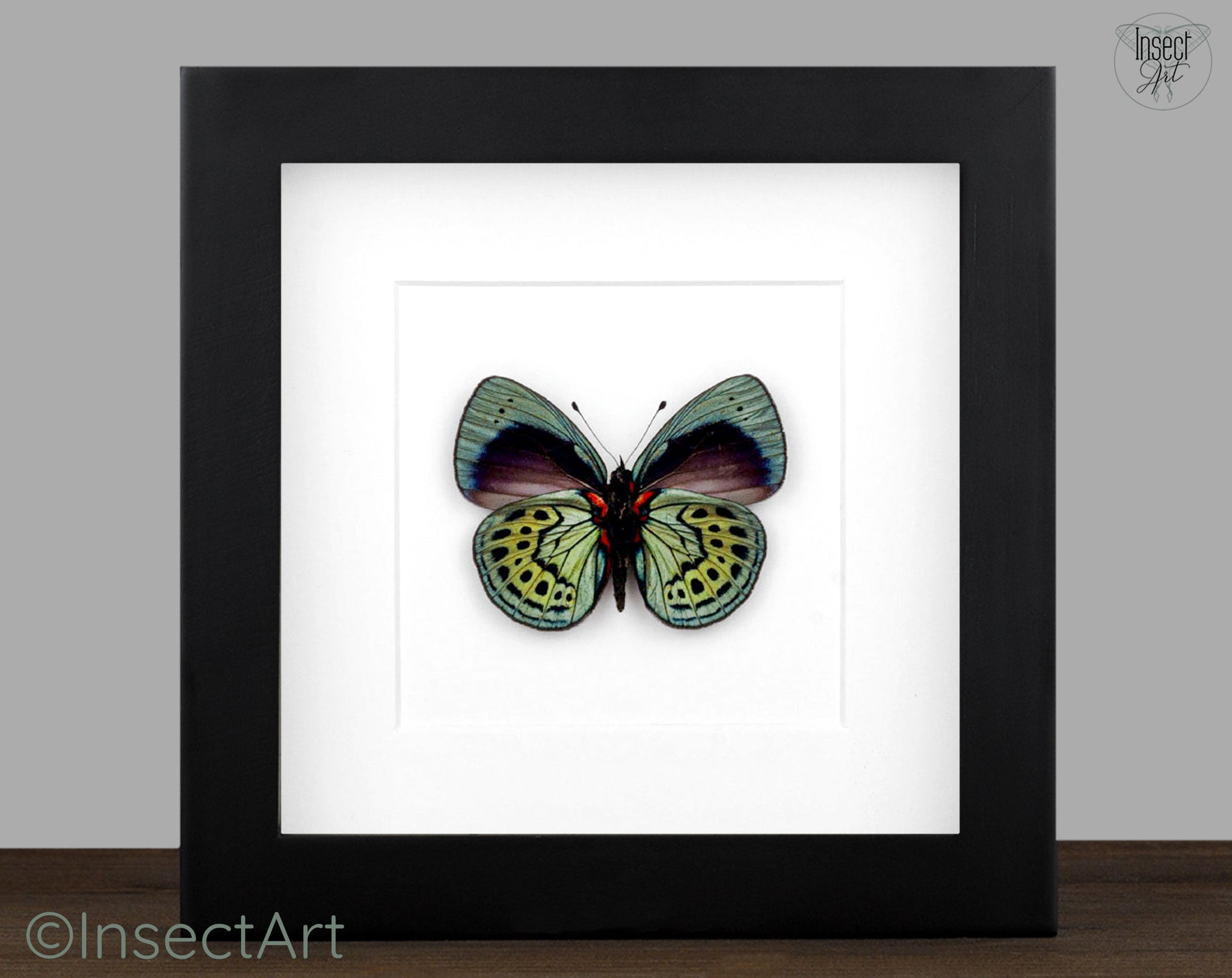 Asterope leprieuri (verso)  Schmetterling InsectArt