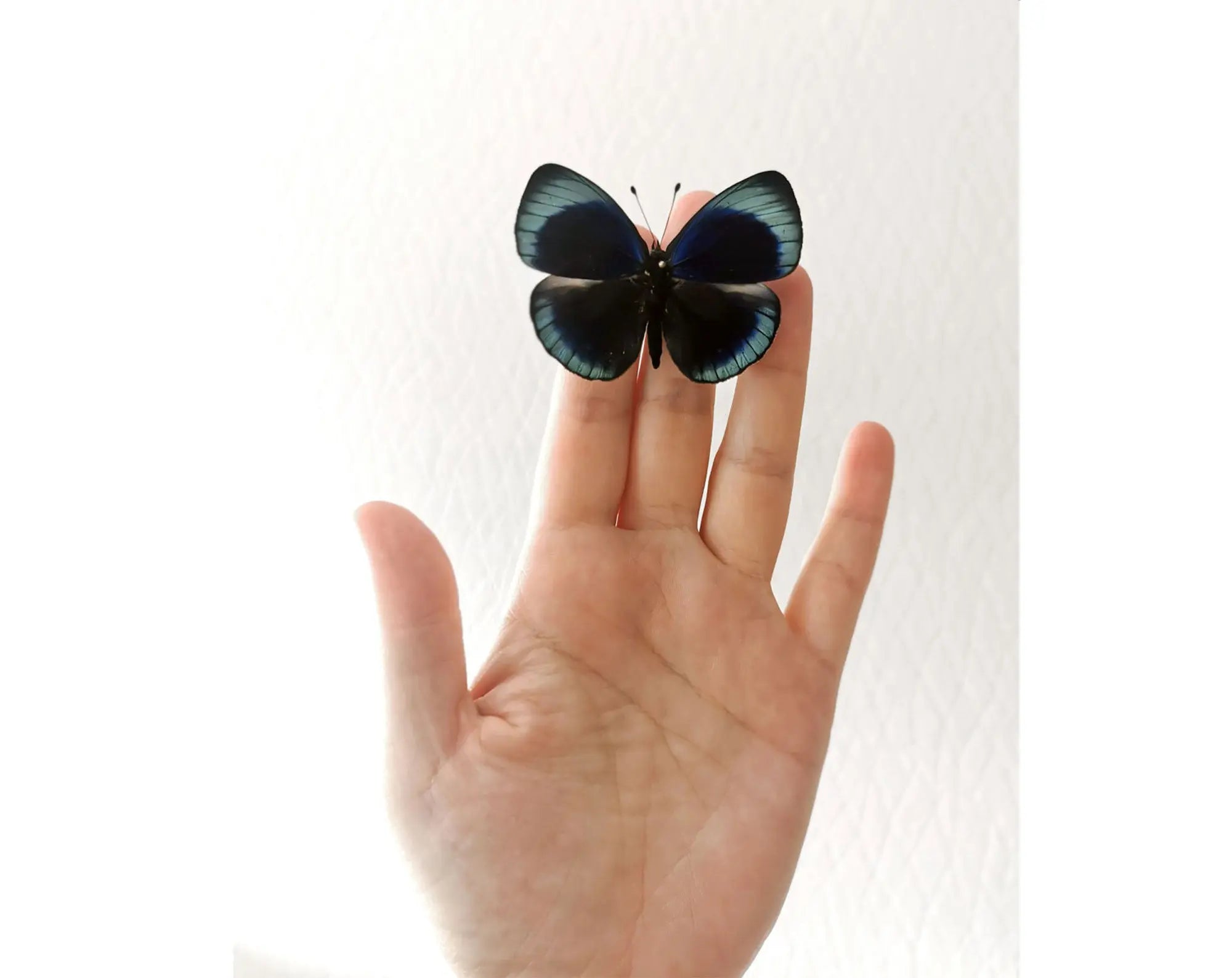 Asterope leprieuri  Schmetterling InsectArt Schmetterling