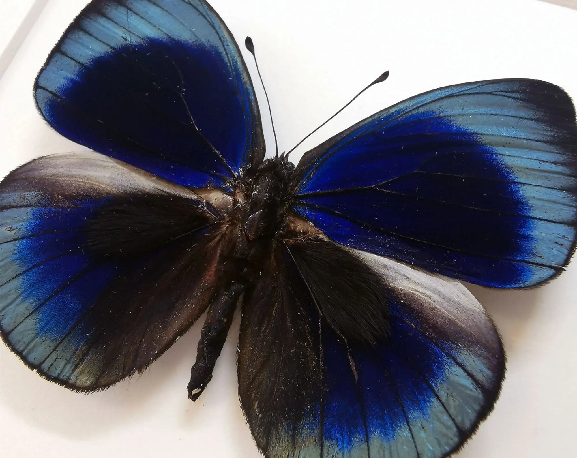 Asterope leprieuri  Schmetterling InsectArt Schmetterling