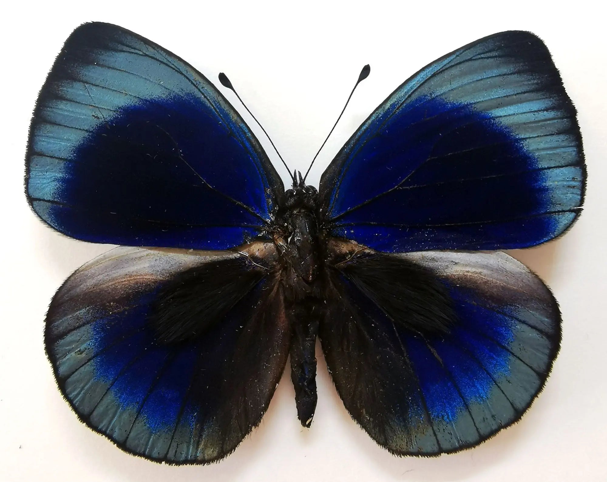 Asterope leprieuri  Schmetterling InsectArt Schmetterling