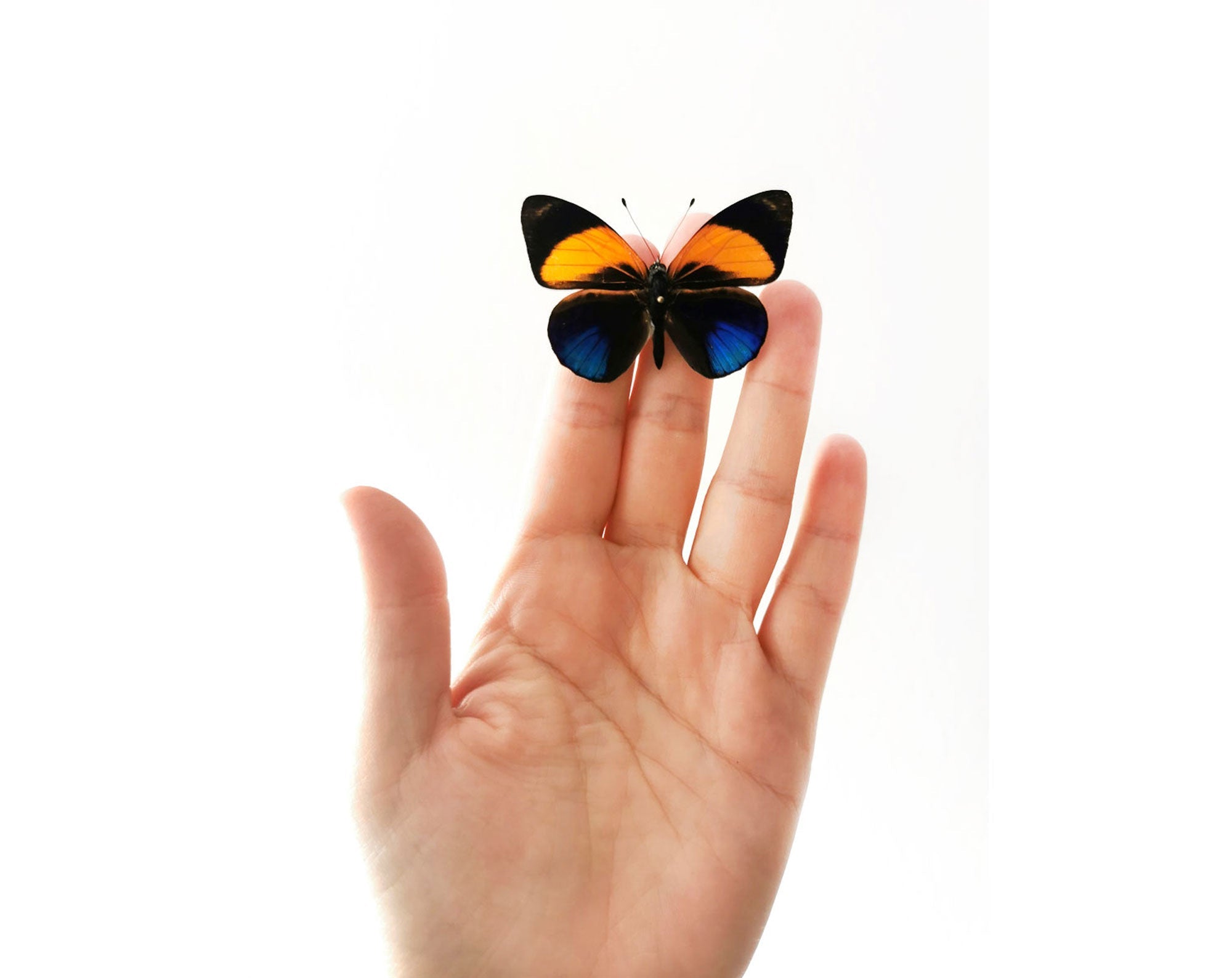 Asterope markii  Schmetterling InsectArt