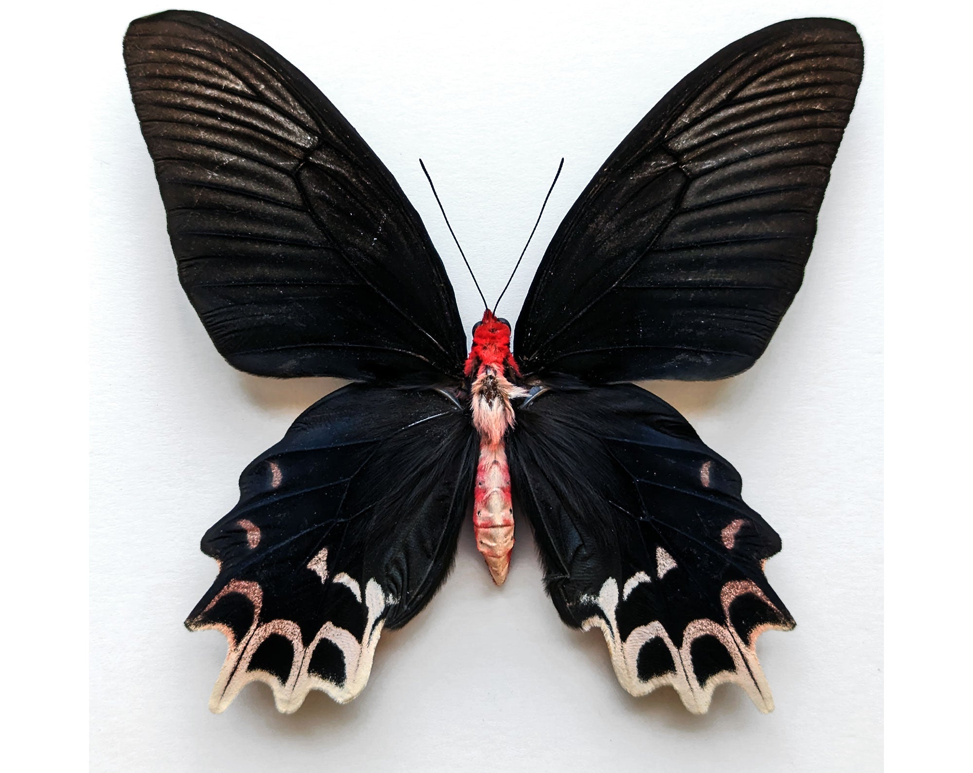Atrophaneura semperi ♀  Schmetterling InsectArt