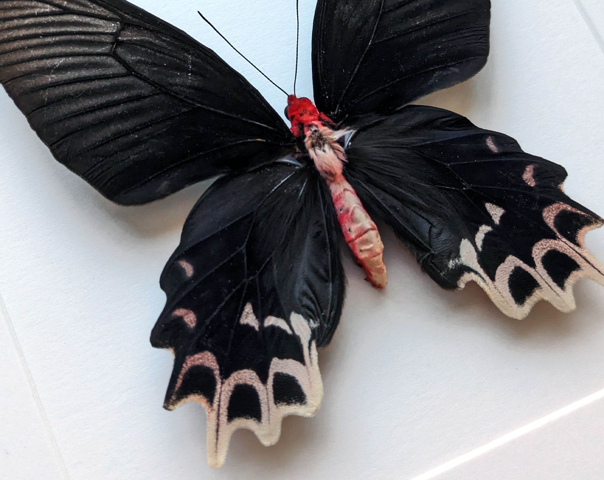 Atrophaneura semperi ♀  Schmetterling InsectArt
