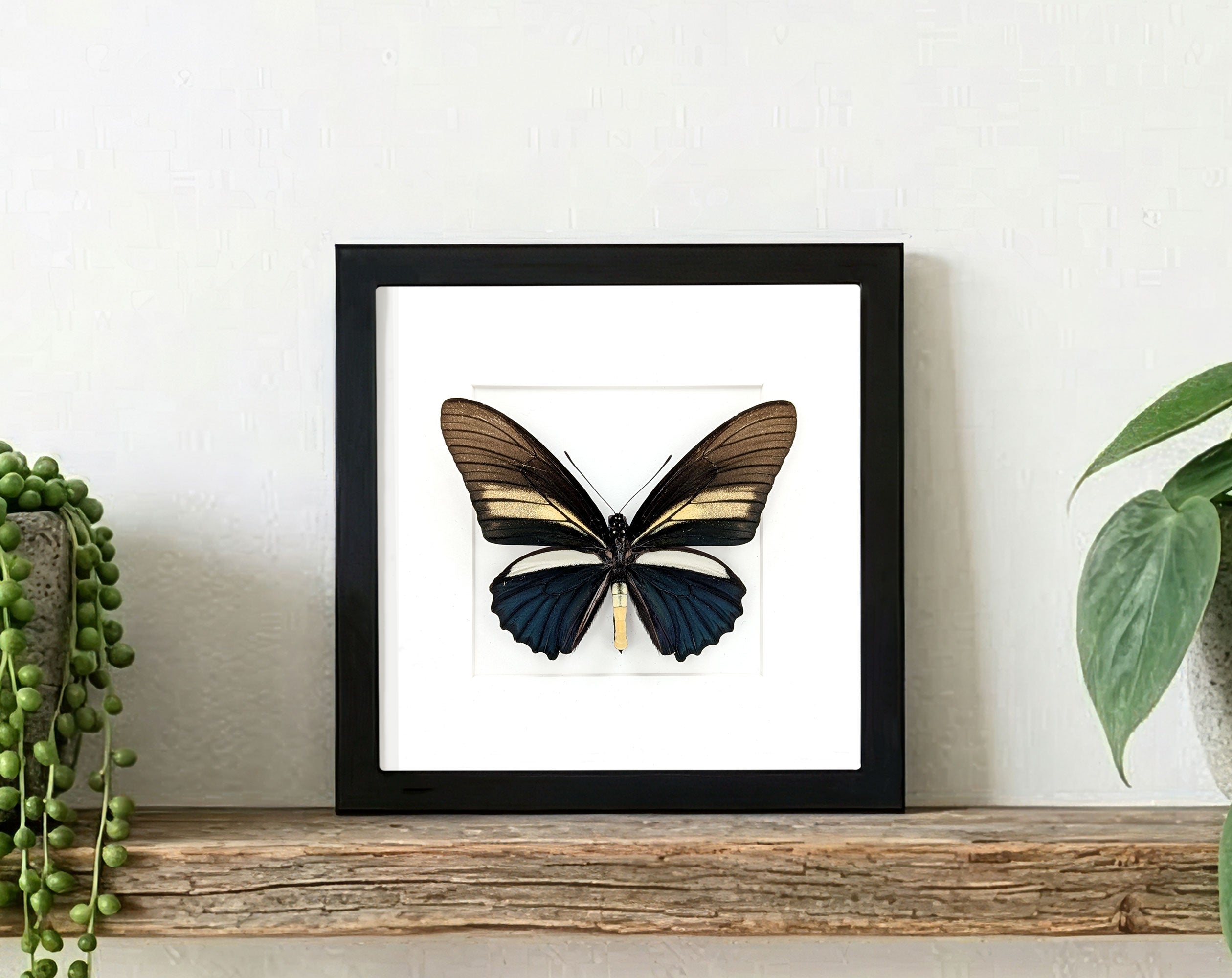 Battus crassus, echter Schwalbenschwanz Schmetterling im Rahmen