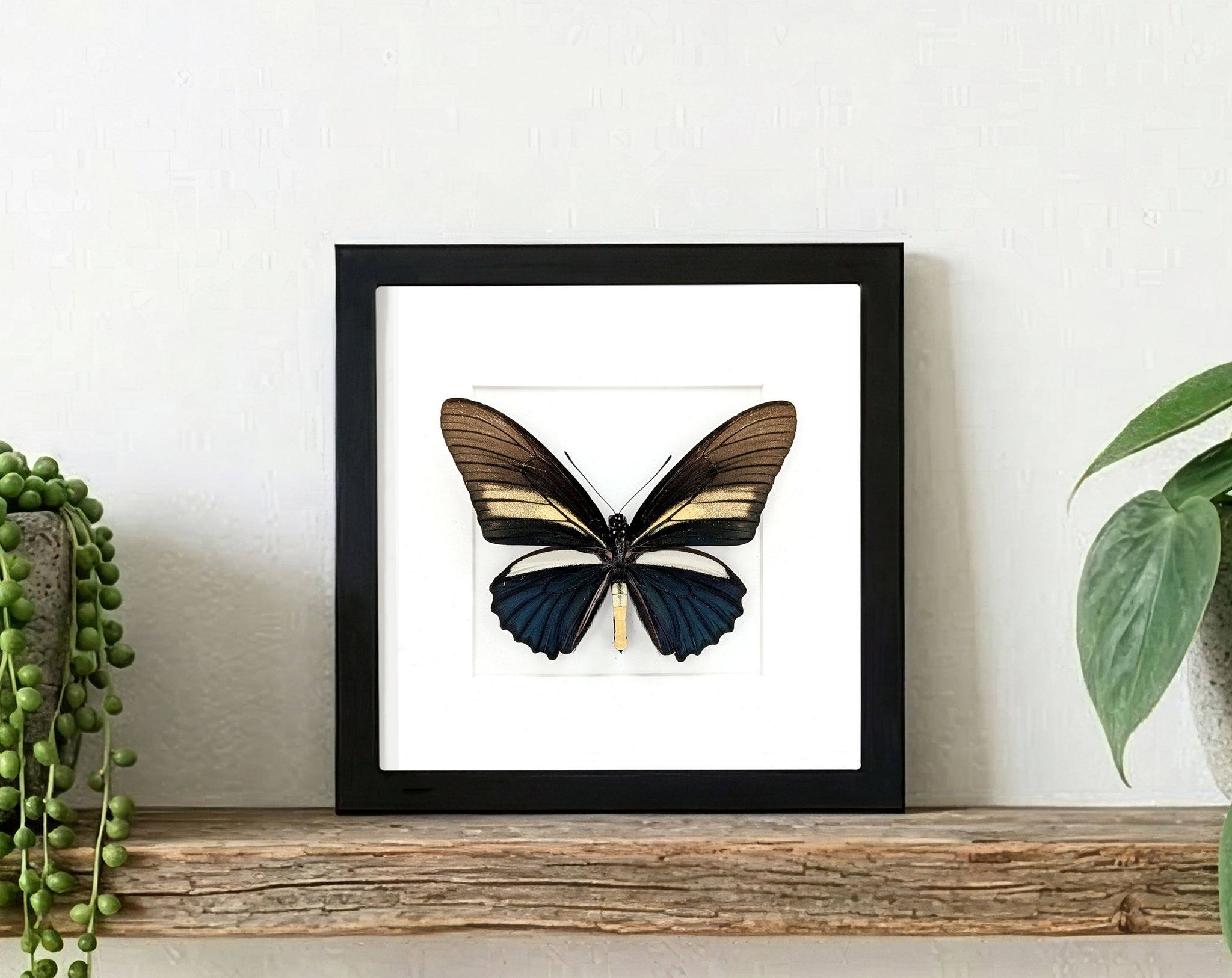 Battus crassus, echter Schwalbenschwanz Schmetterling im Rahmen