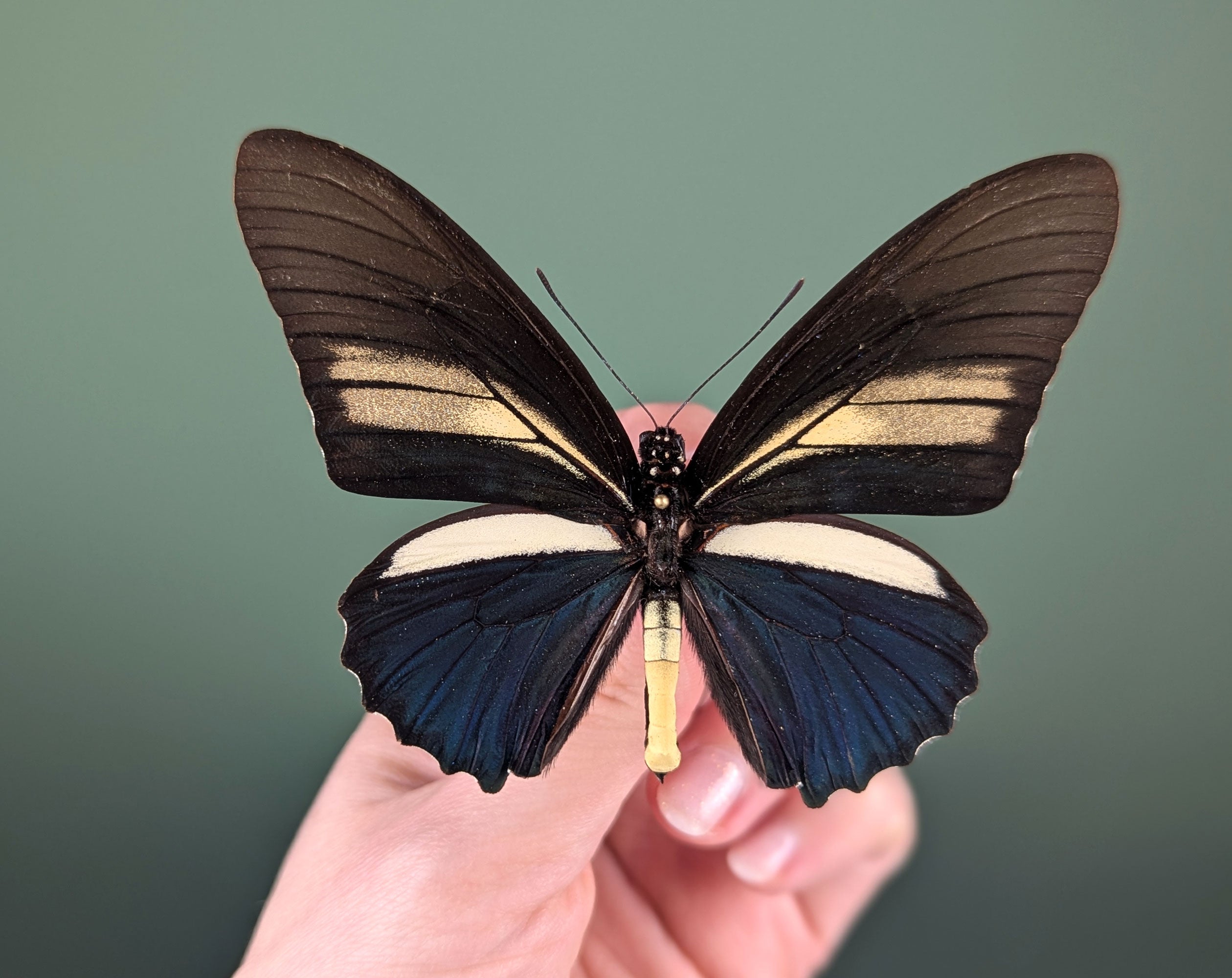 Battus crassus, echter Schwalbenschwanz Schmetterling im Rahmen